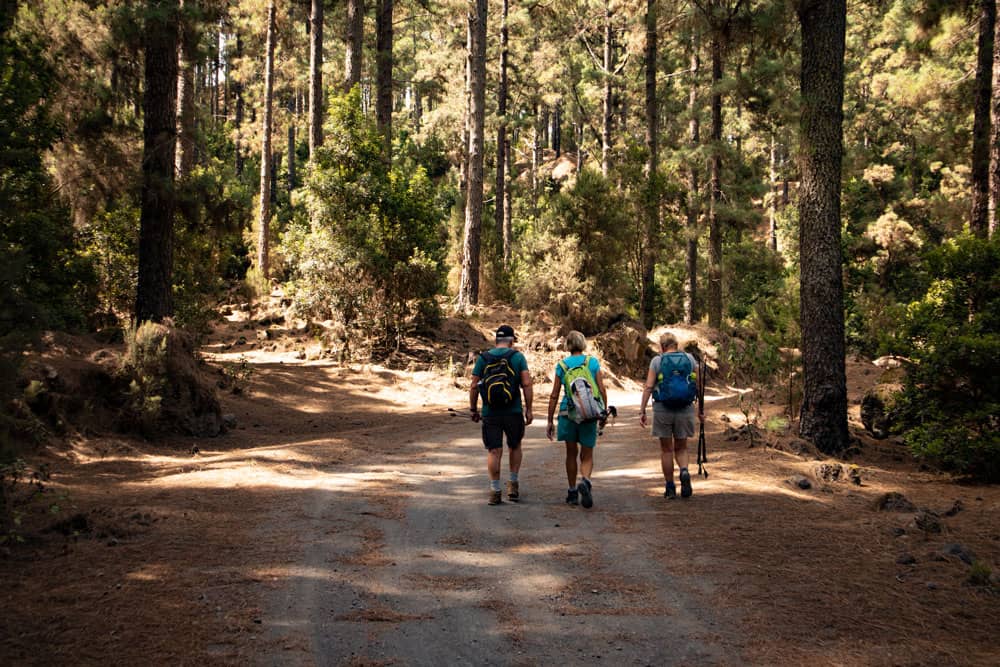 Hiking trail through the pine forest