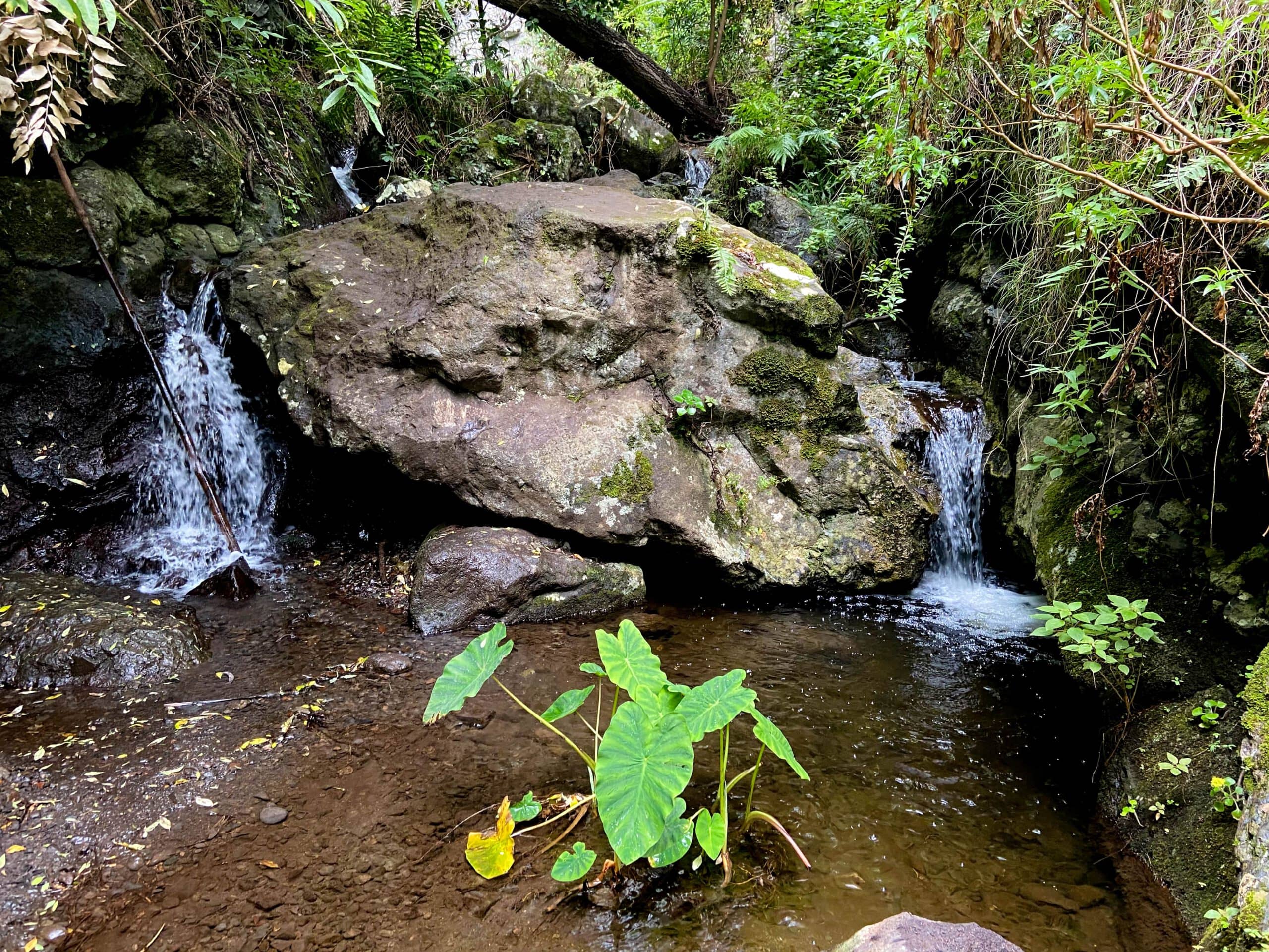 de vez en cuando hay mucha agua en el Barranco de los Cochinos