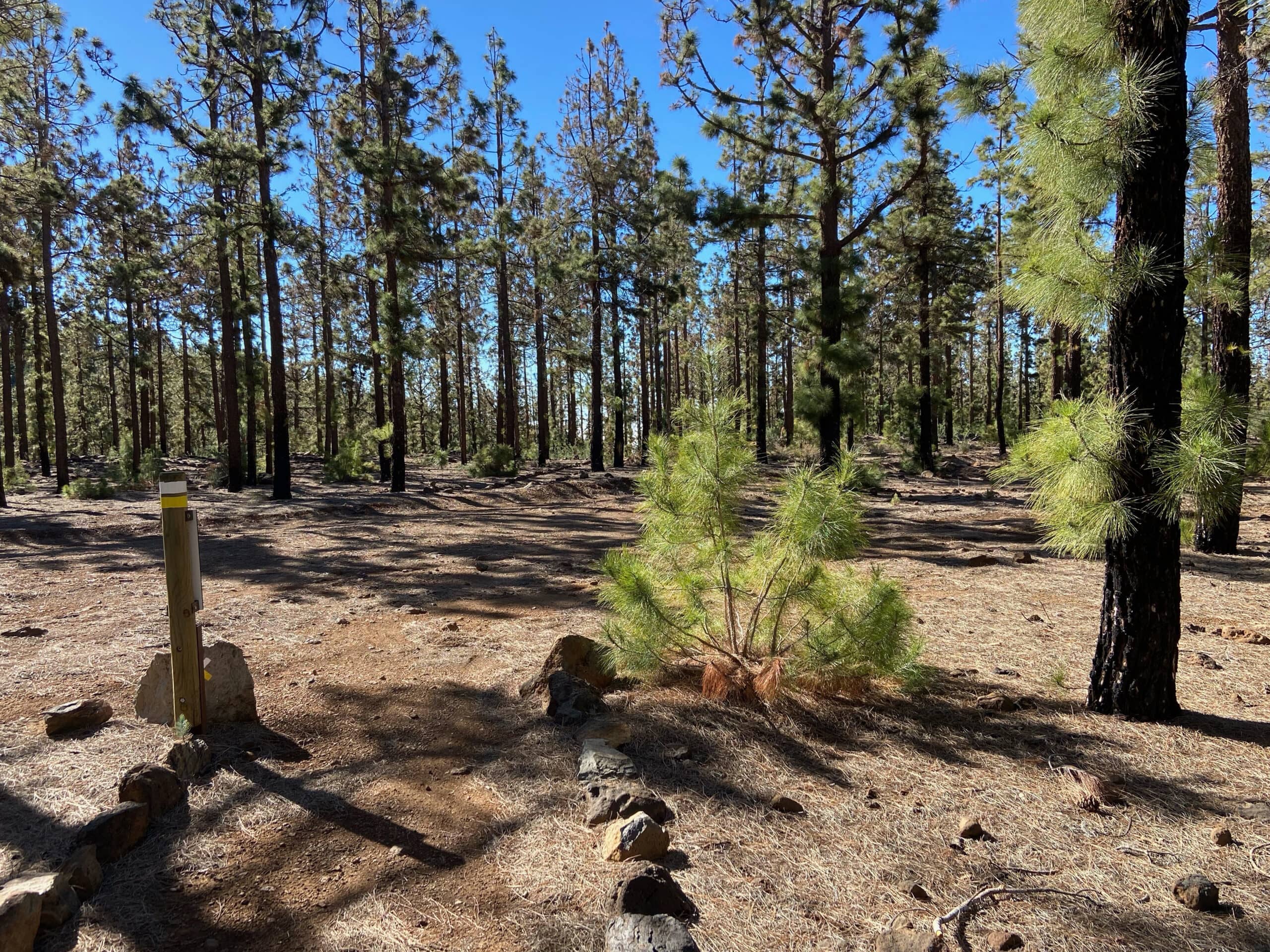 Hiking trail down through the pine forest Marked in yellow and white