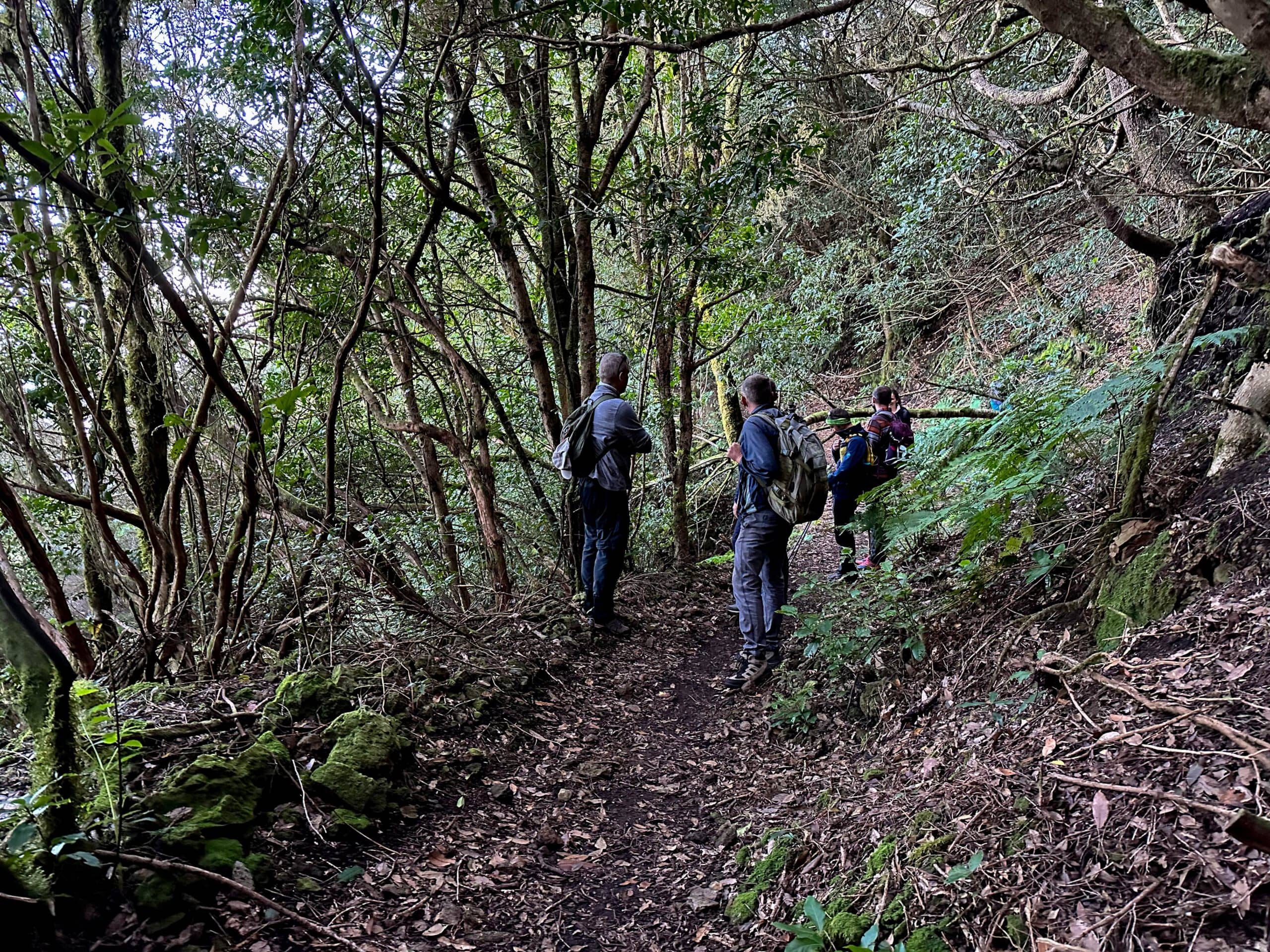 Wanderer auf dem Weg durch den Lorbeerwald hinunter nach Taborno