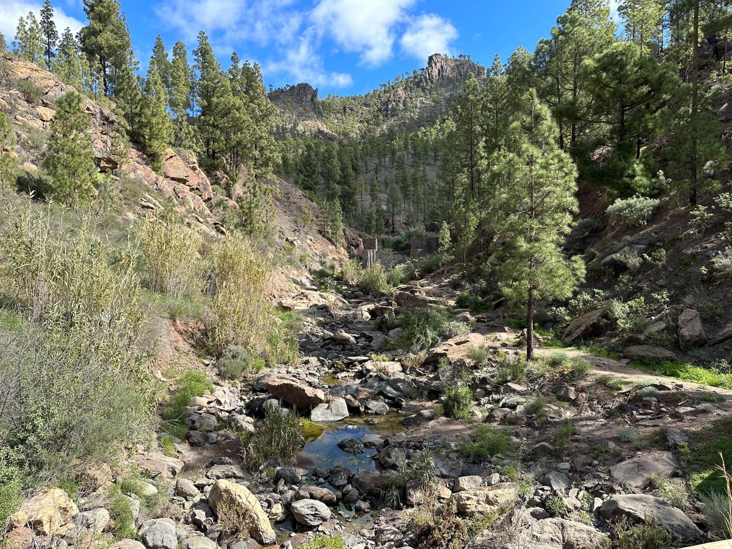 Wanderweg durch den Wald oberhalb von Cercados de Araña durch den Barranco de la Plata