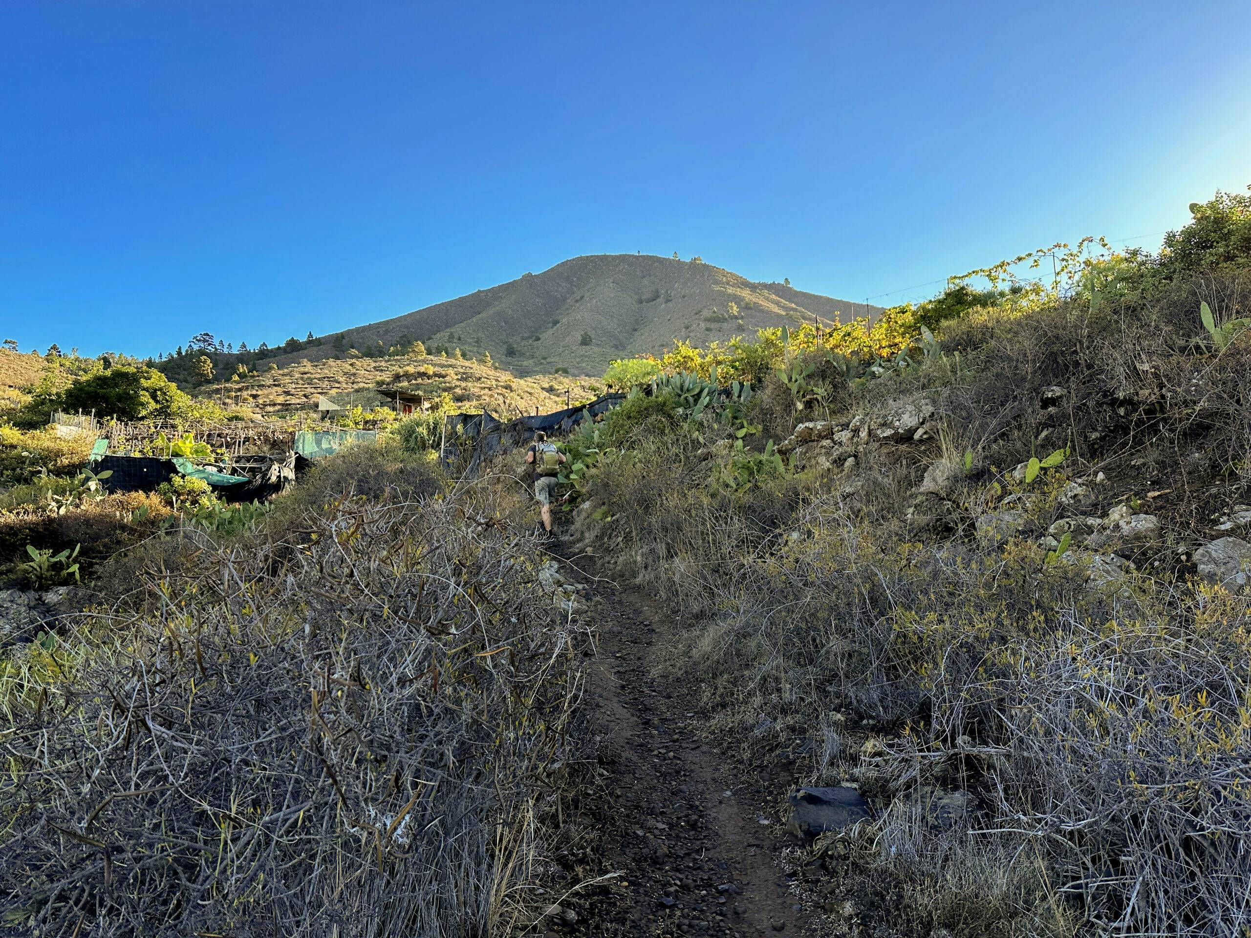 Subida por Tejina - al fondo la Montaña de Tejina
