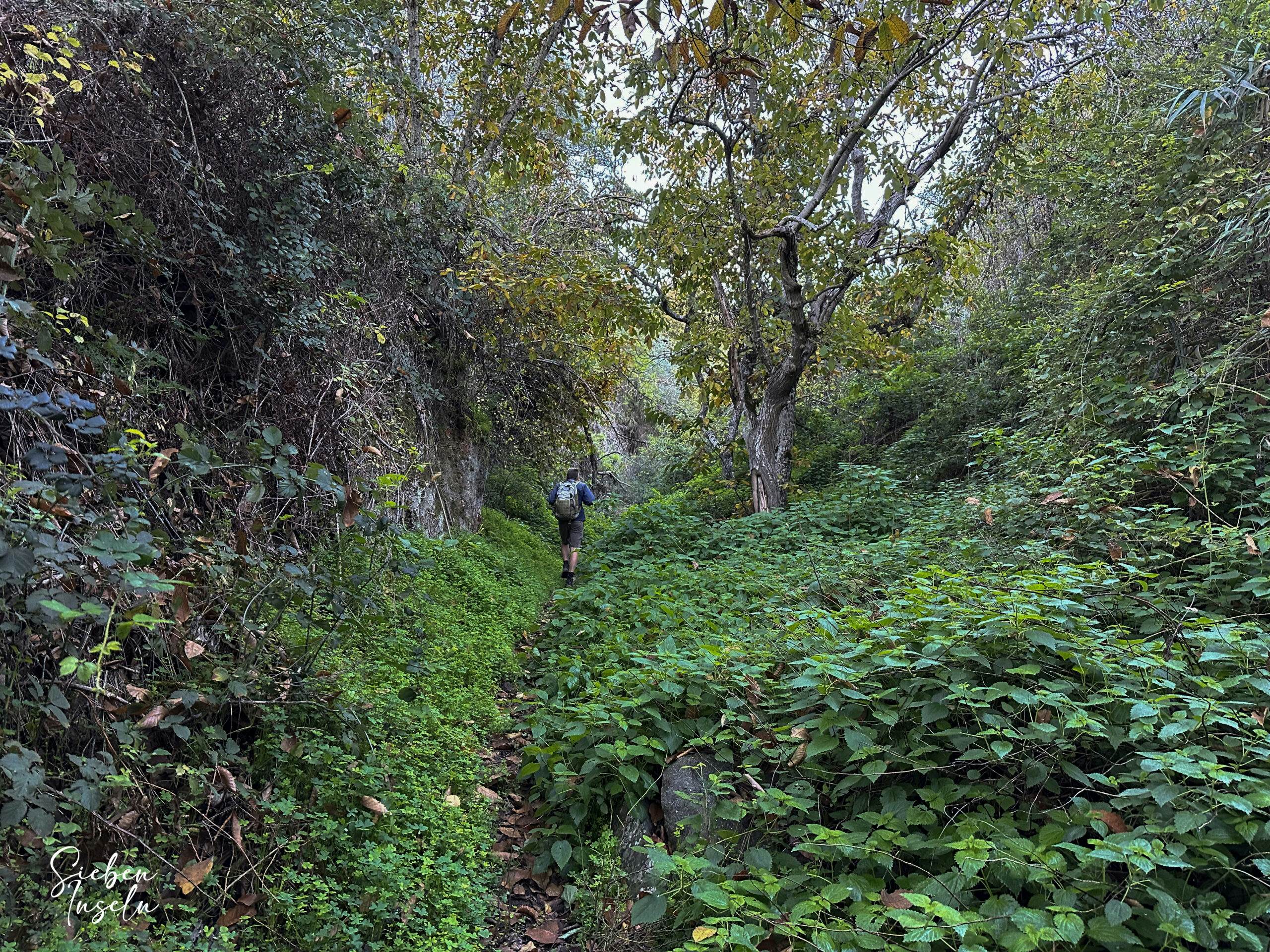 Hiking trail through a green ta near La Lechucilla