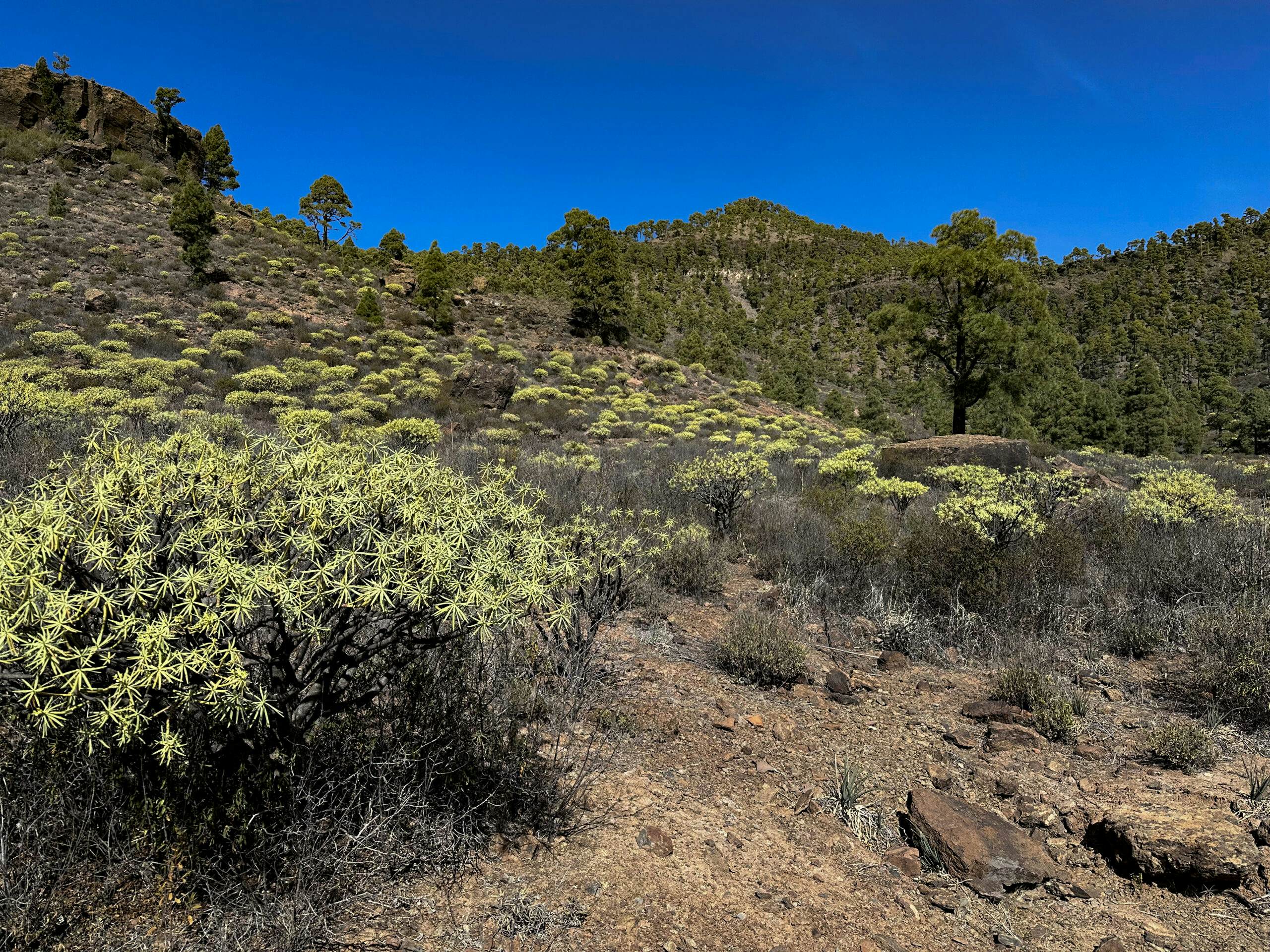 At the end of the ascent path via El Roque - the Inagua nature reserve begins at the top