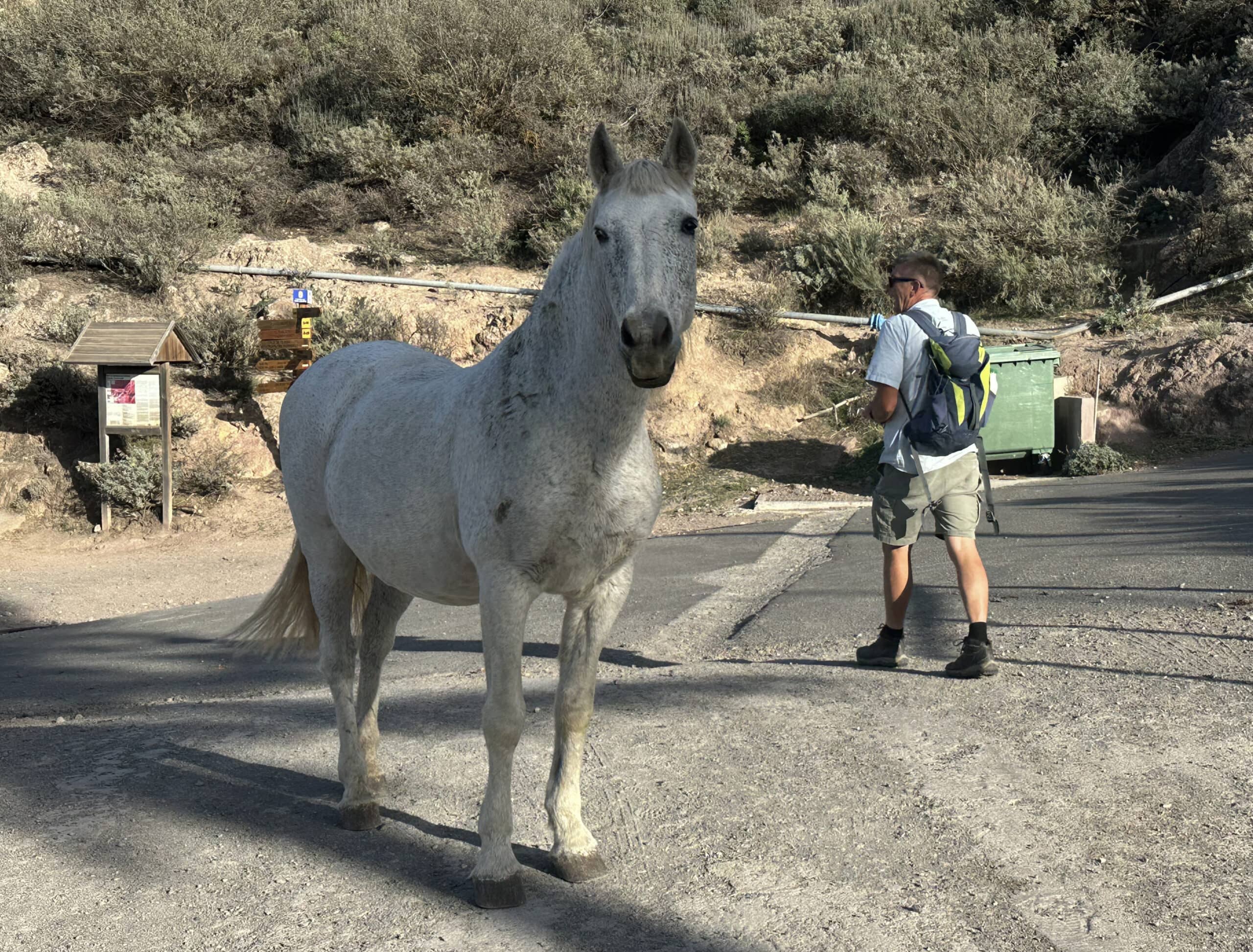 En el camino también se pueden encontrar caballos en libertad