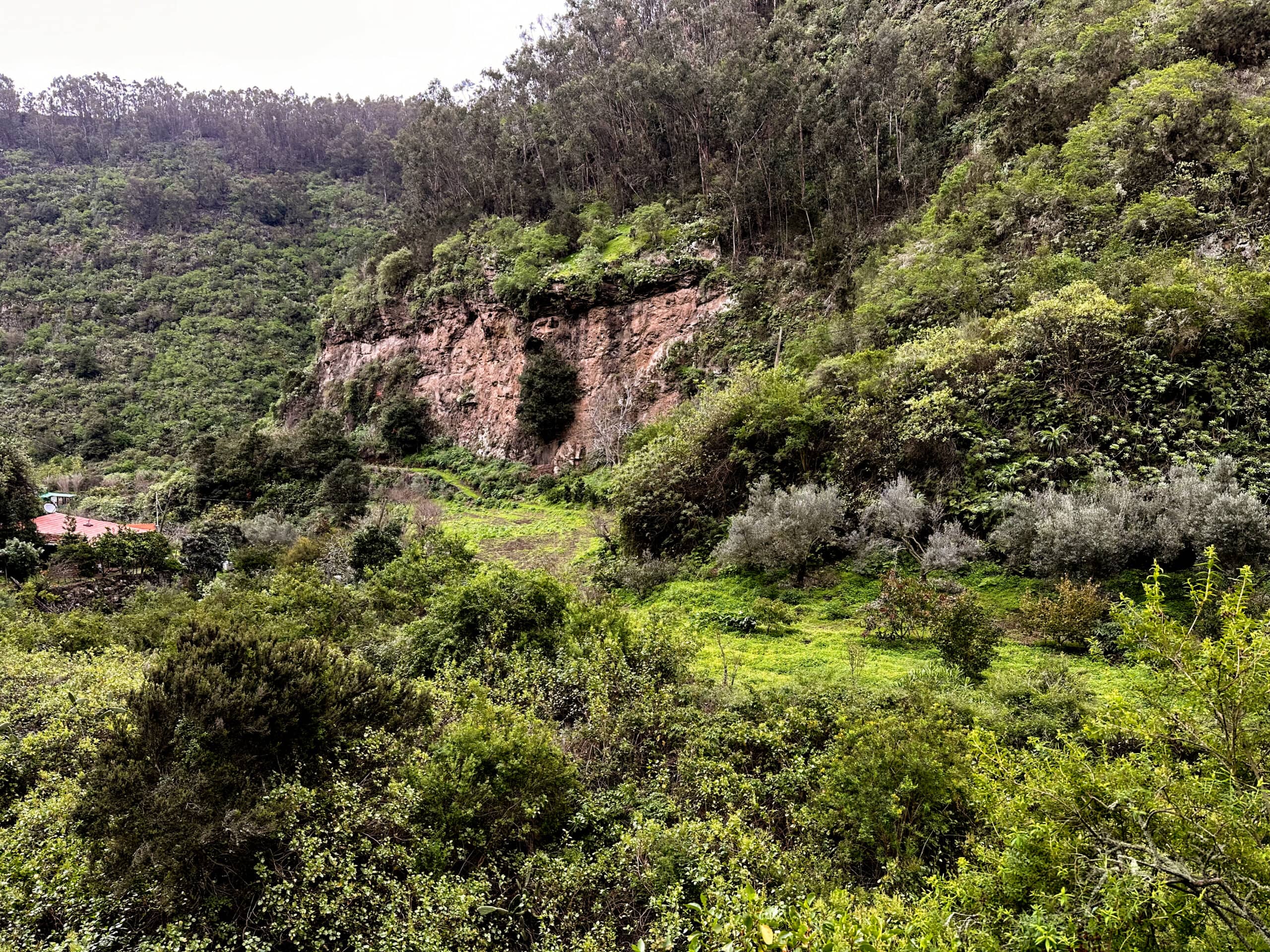 Vista del valle verde del Barranco Laurel - Reserva Natural Especial Los Tilos de Moya
