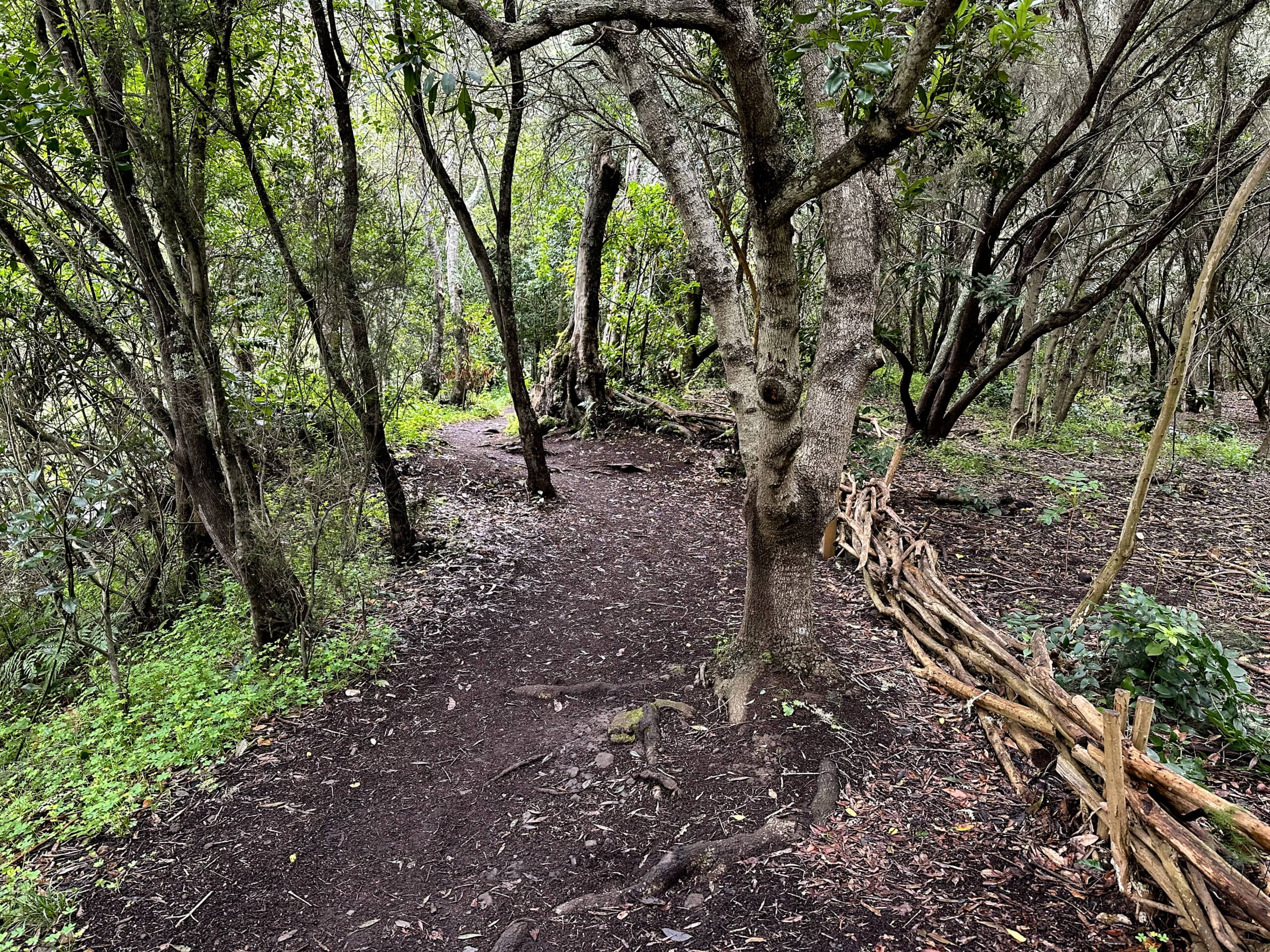 Sendero (SL) por el &quot;bosque primitivo de Los Tilos&quot;
