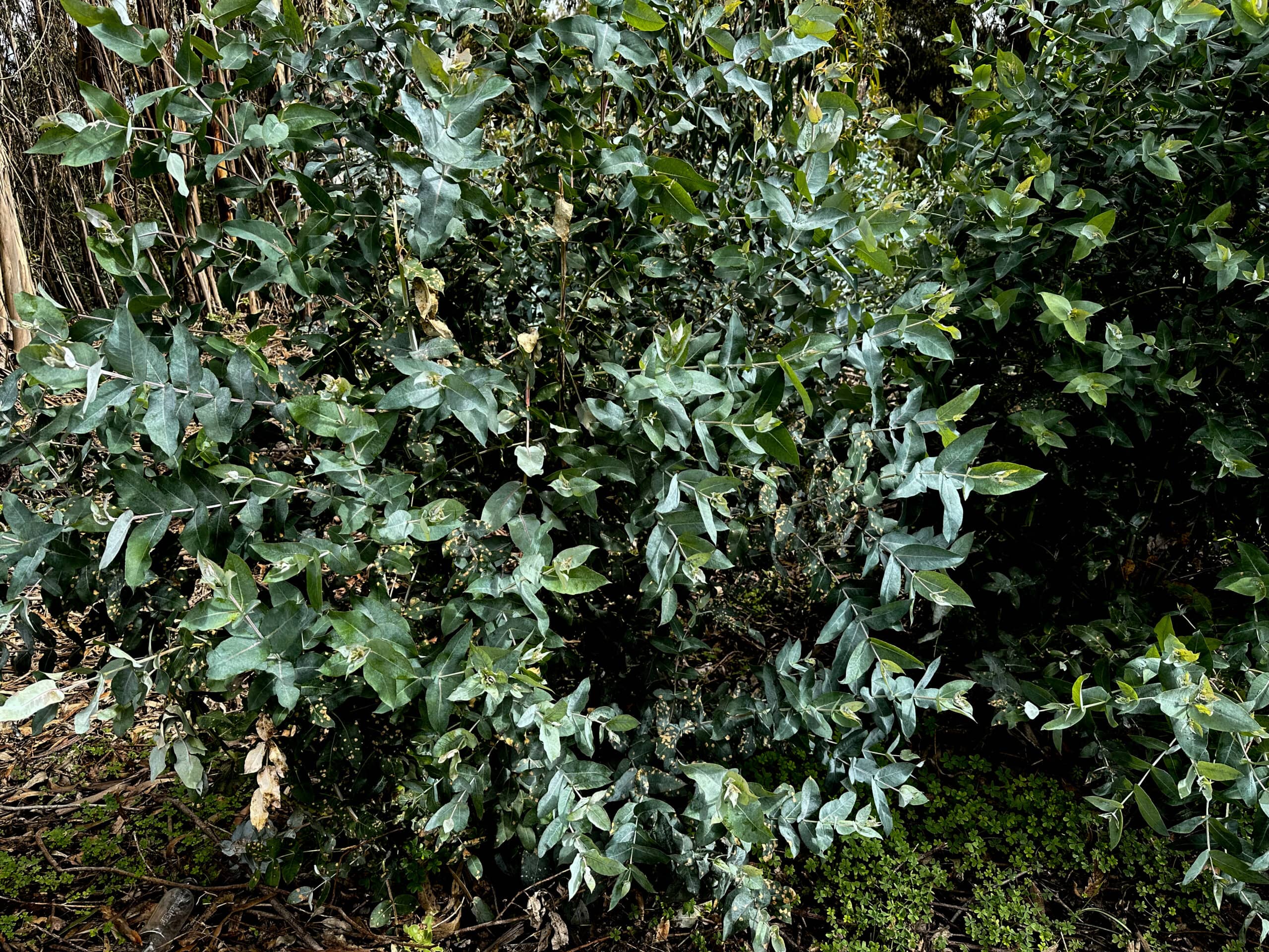 en el bosque de laurisilva 