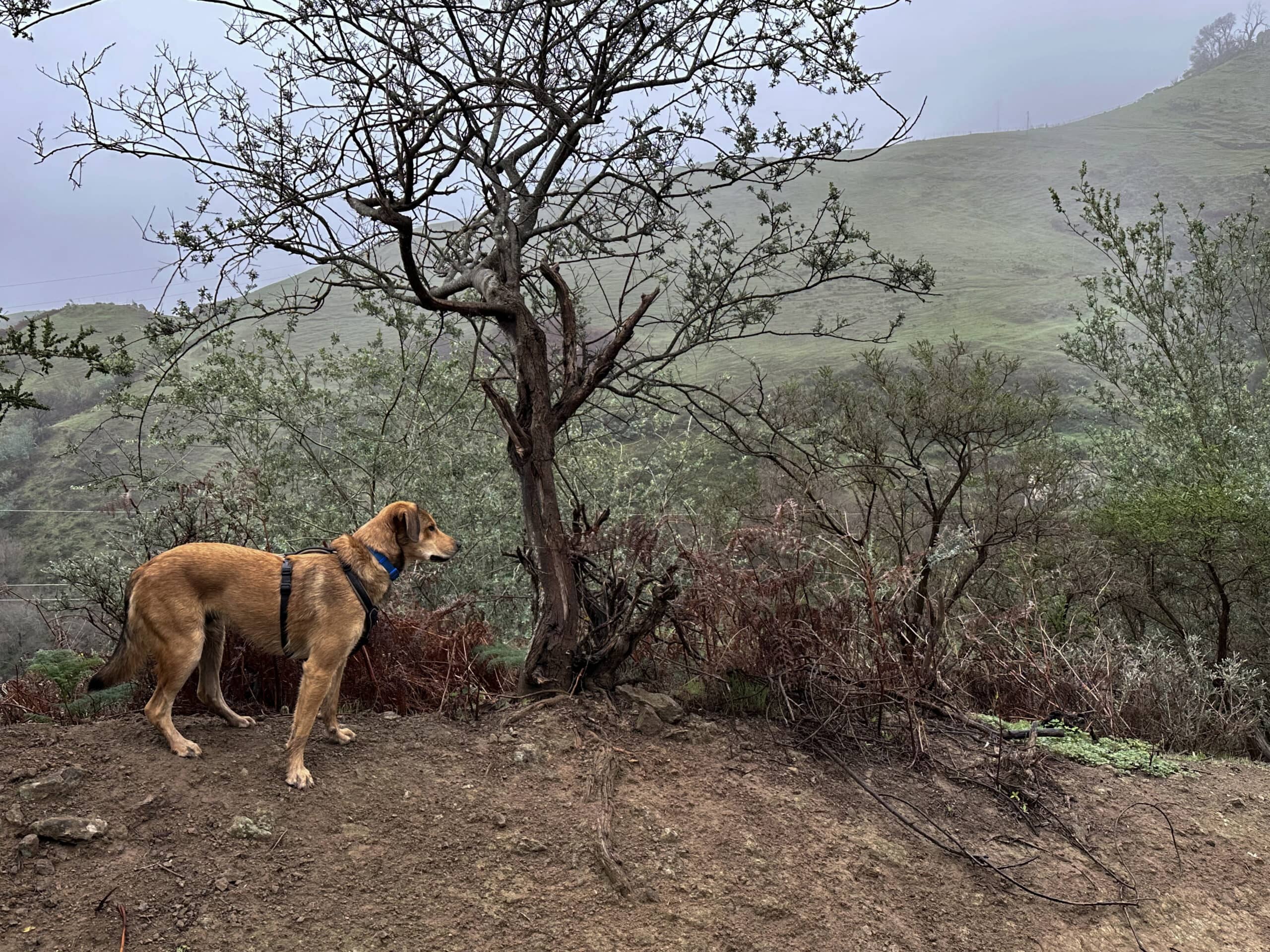Con el cielo nublado, la ruta de senderismo adquiere un aire místico en algunos tramos de los barrancos
