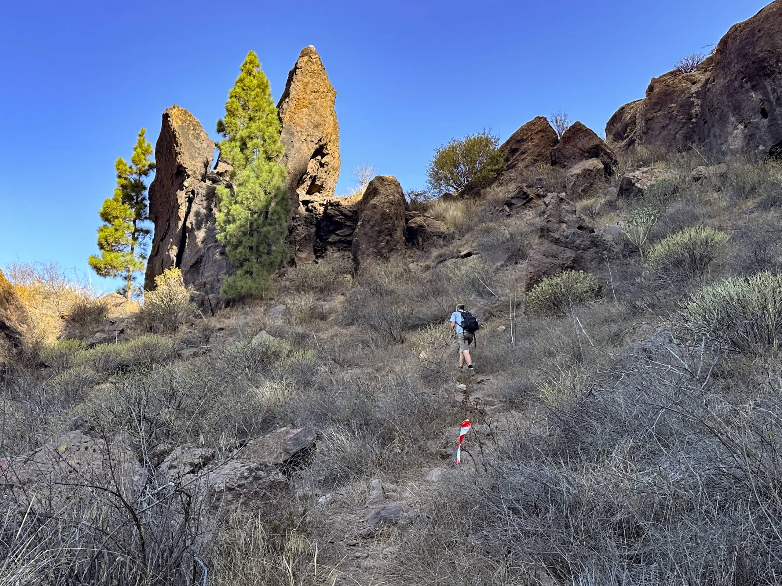 Rocas y pinos aislados en el camino de ascenso poco antes de la meseta
