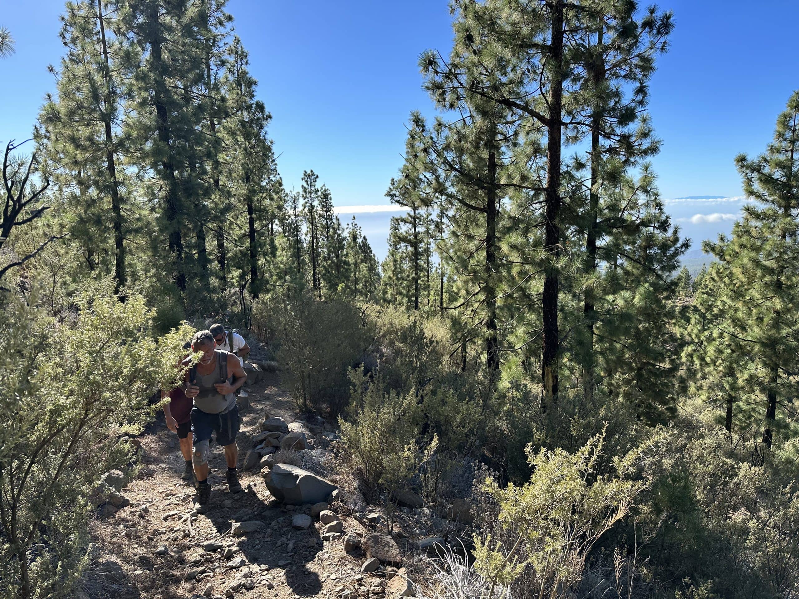 Aufstiegsweg auf dem Grat durch den Kiefernwald