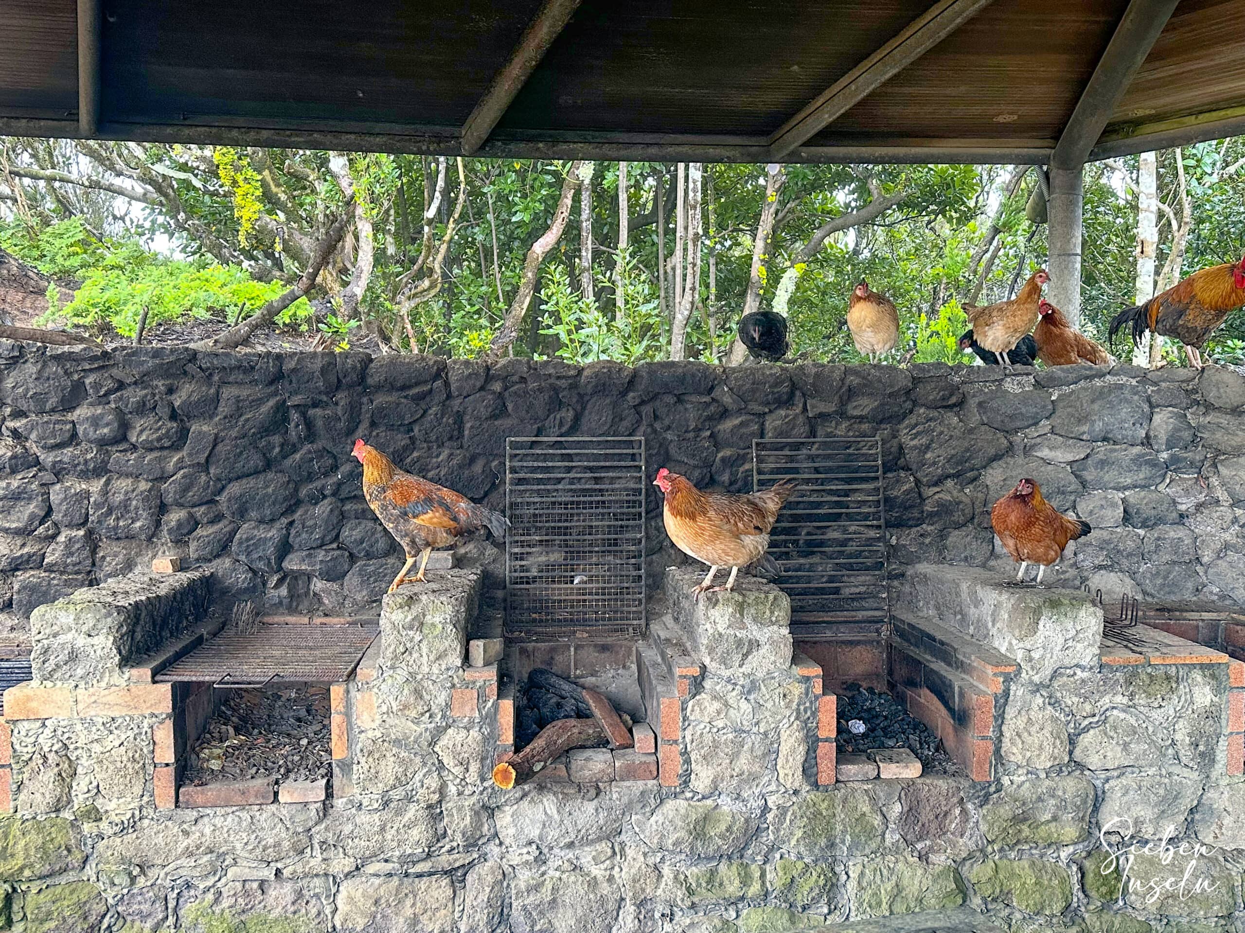 «Aves de corral» en la parrilla de Santa Clara :-) 