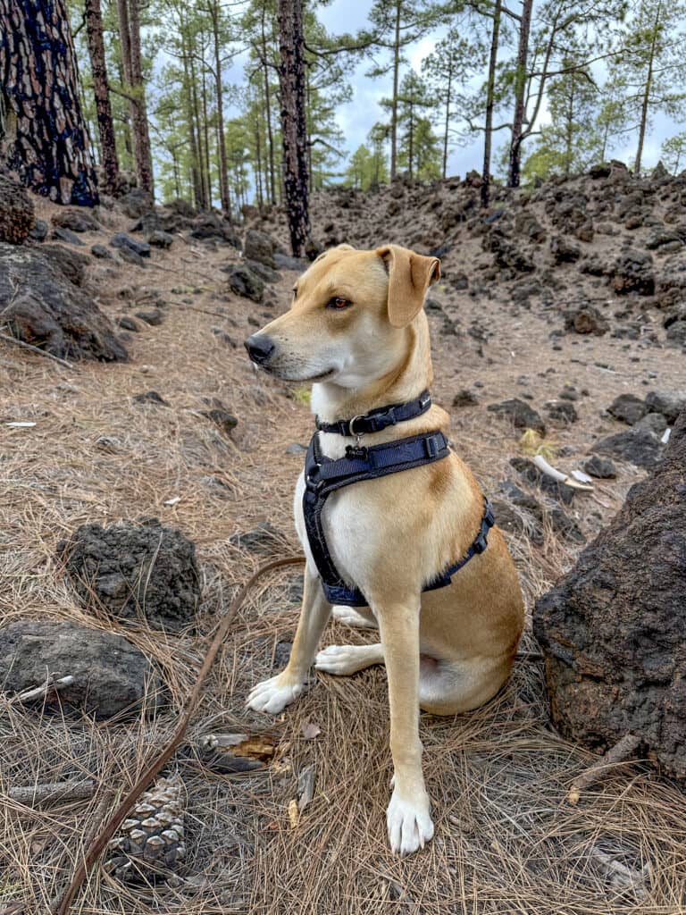 Dori – from the rubbish bin via Tierra Blanca – LivePaws and Canarian dogs to a stray dog