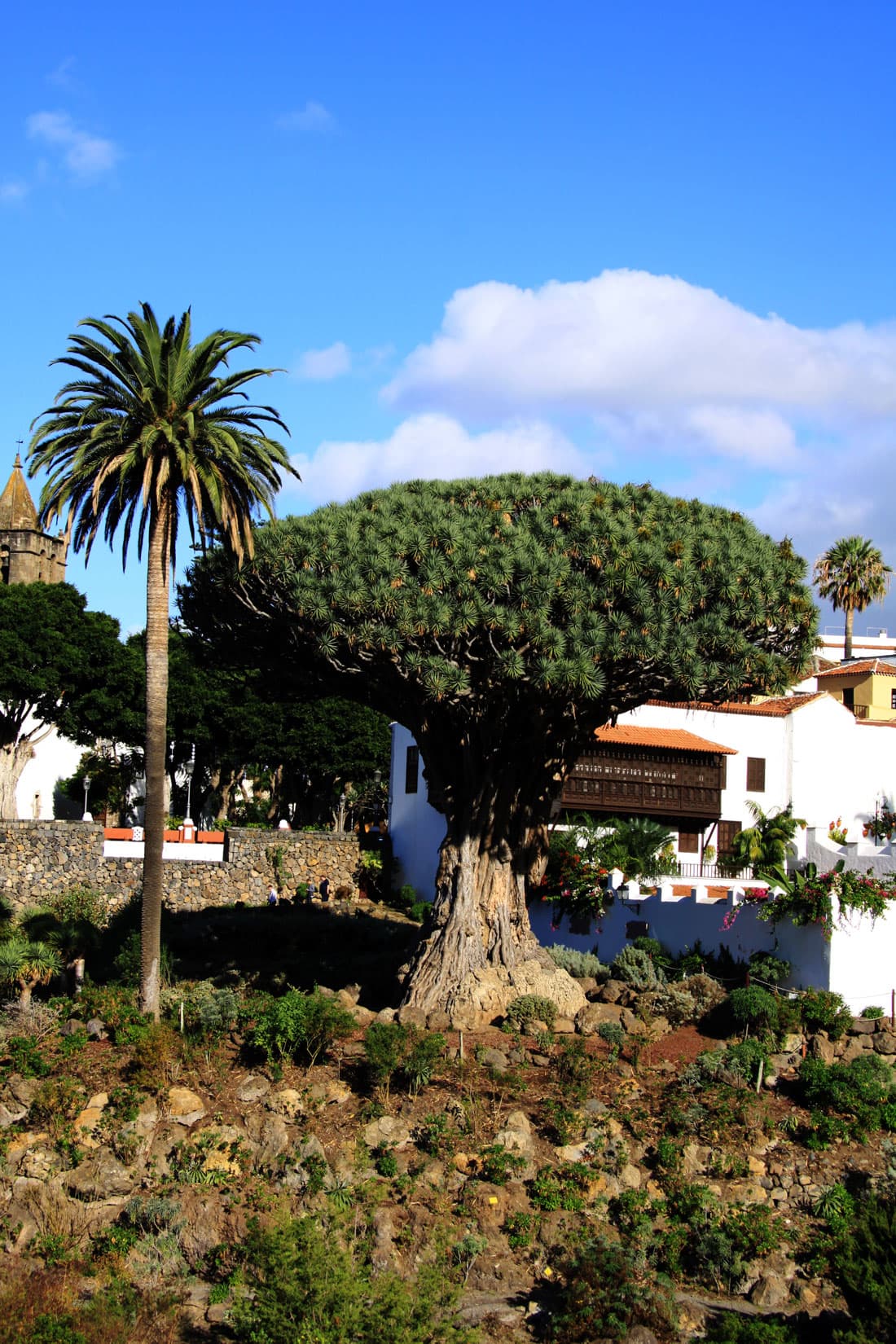 Der tausendjährige Drachenbaum auf Teneriffa