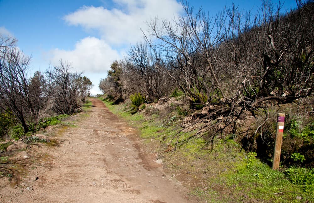 Hiking path to the Garajonay