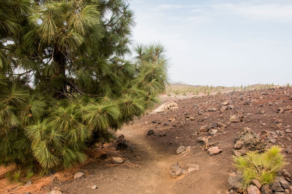 Canary pine with long pine needles