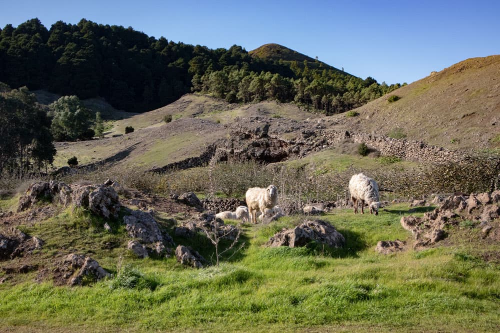 Circular walk on the Meseta de Nisdafe to the Arbol Garoé