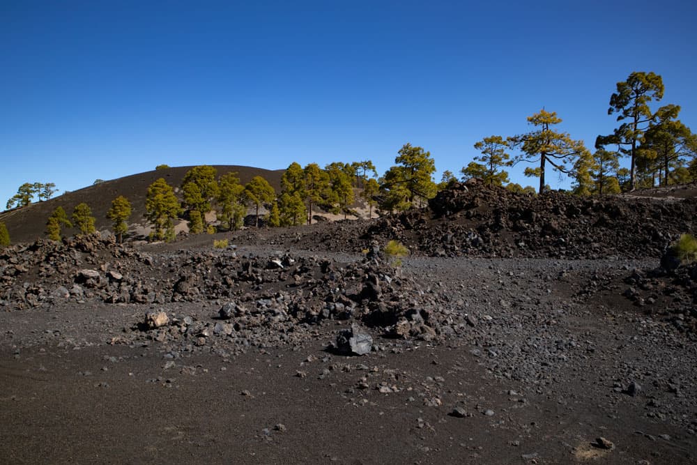 Paisaje volcánico negro, pinos verdes y cielo azul