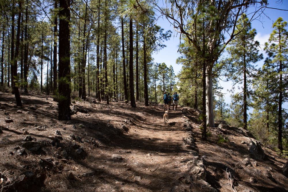 Hiking trail through the pine forest