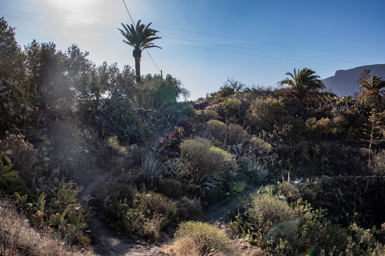 Junction hiking trail below Santa Lucia with palm tree