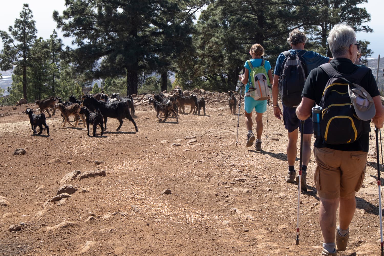 Hiking trail through a goat farm
