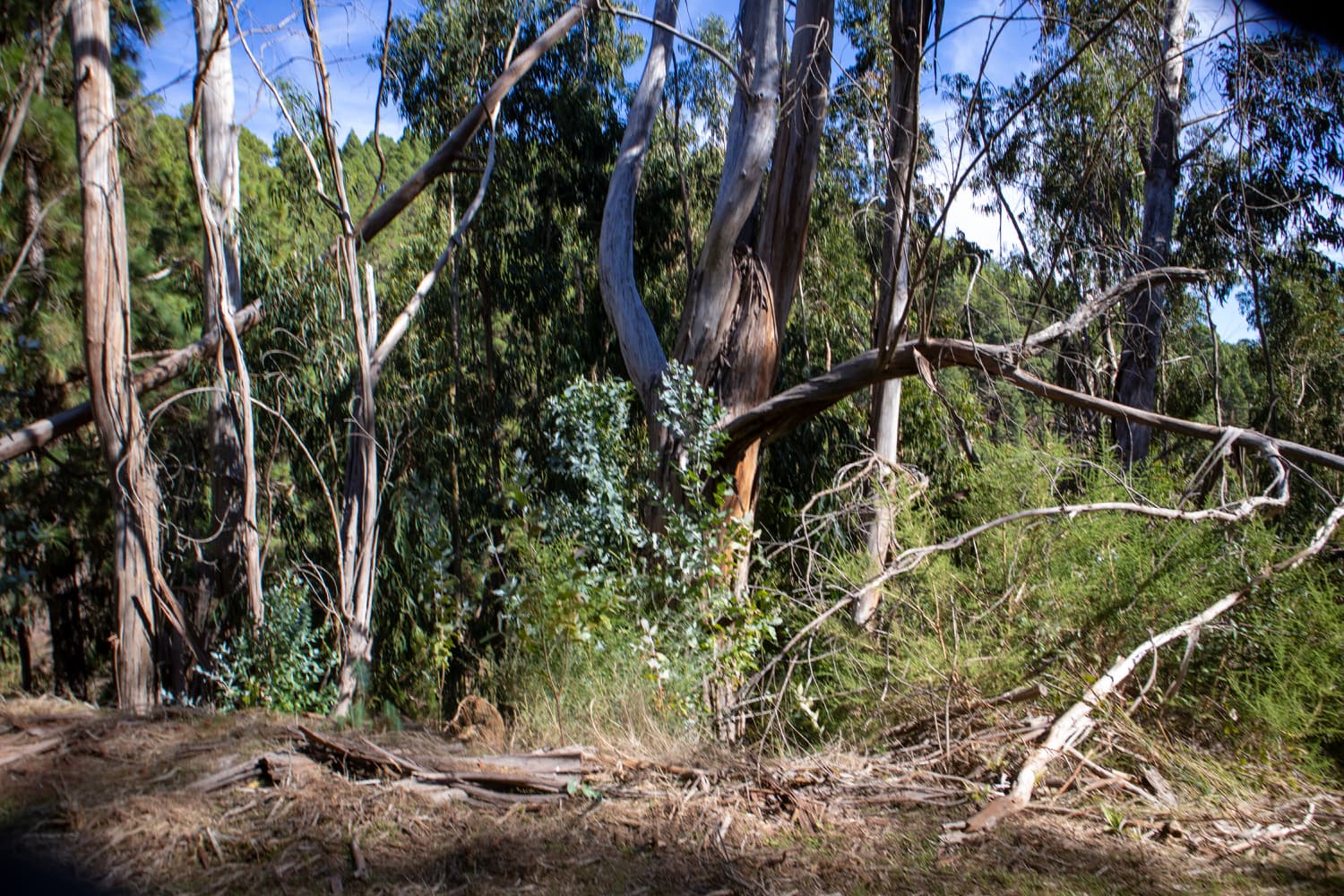the evergreen diverse Esperanza forest - there is much to discover along the way