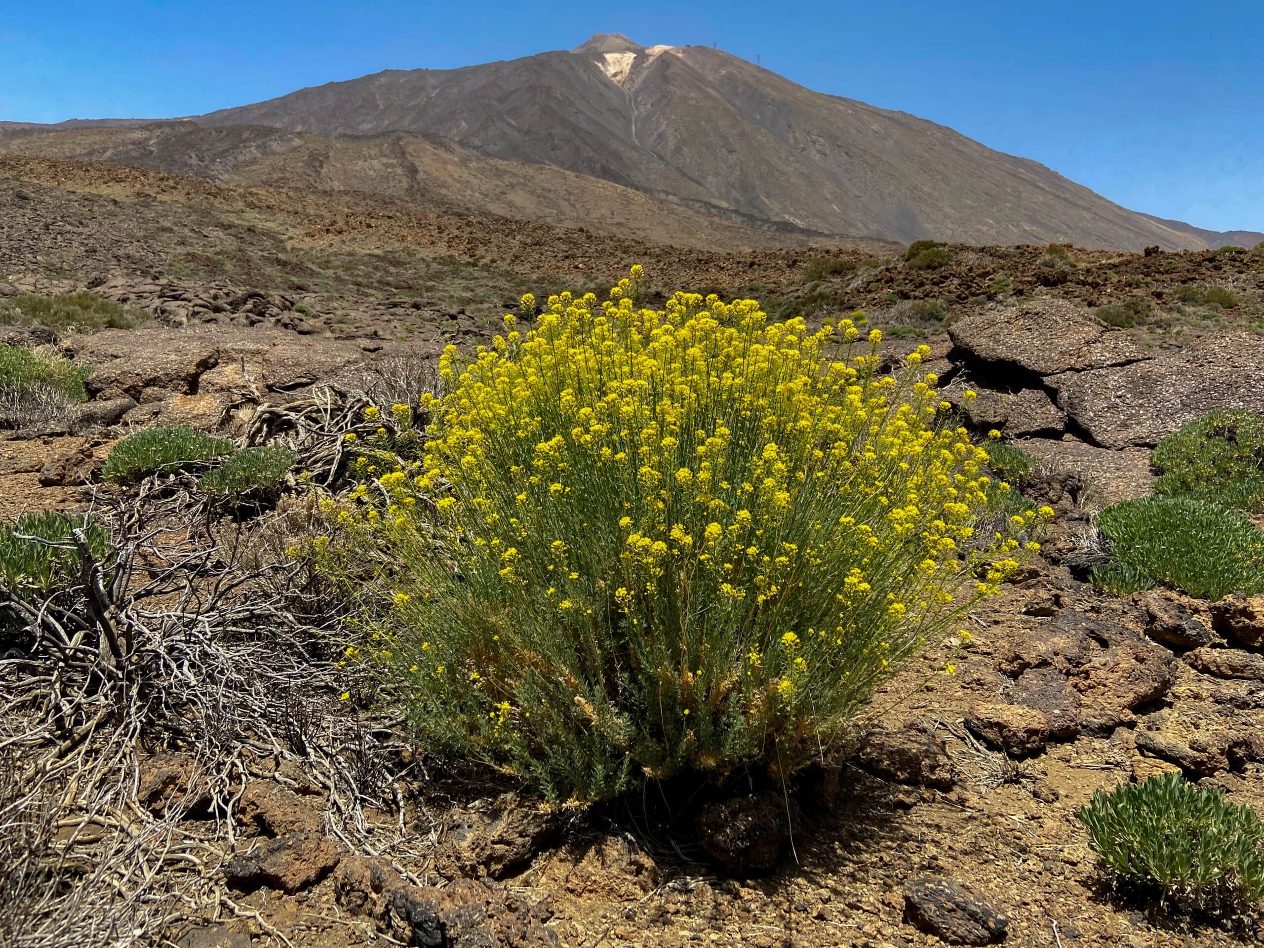 View to Mount Teide