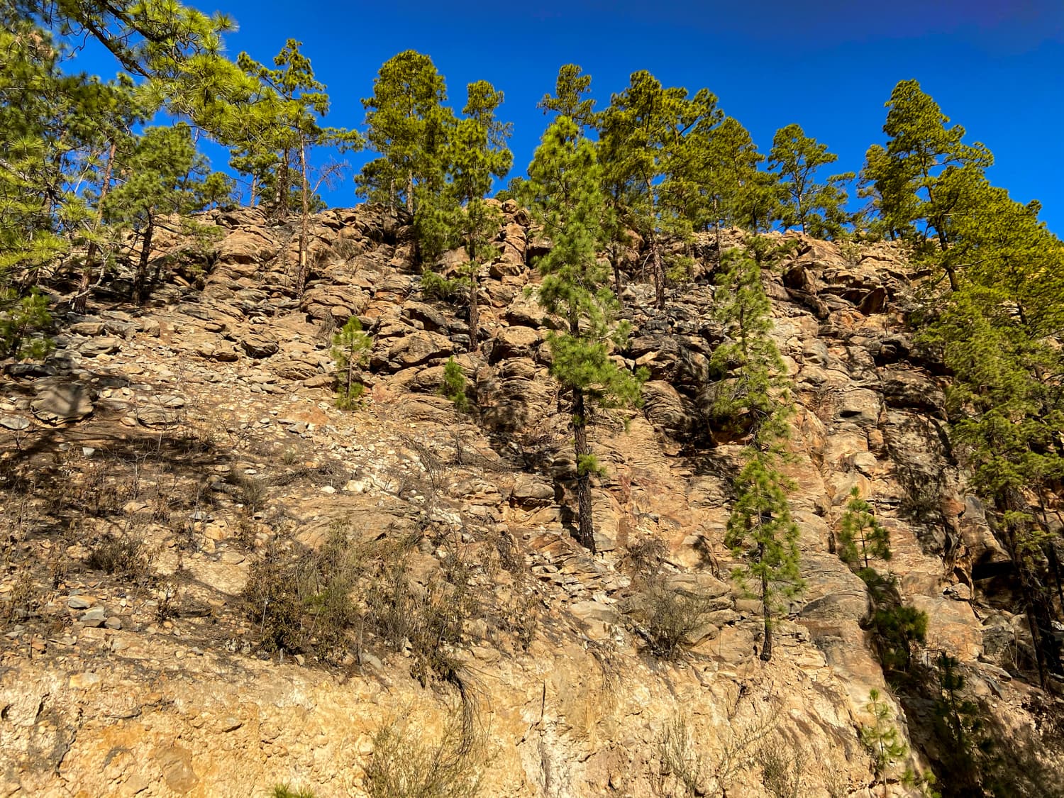 Pendientes pronunciadas con pinos a lo largo del Camino de Trevejos
