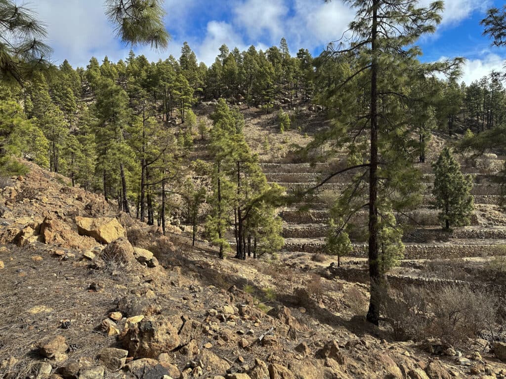 Bancales en la ruta de vuelta a Trevejos
