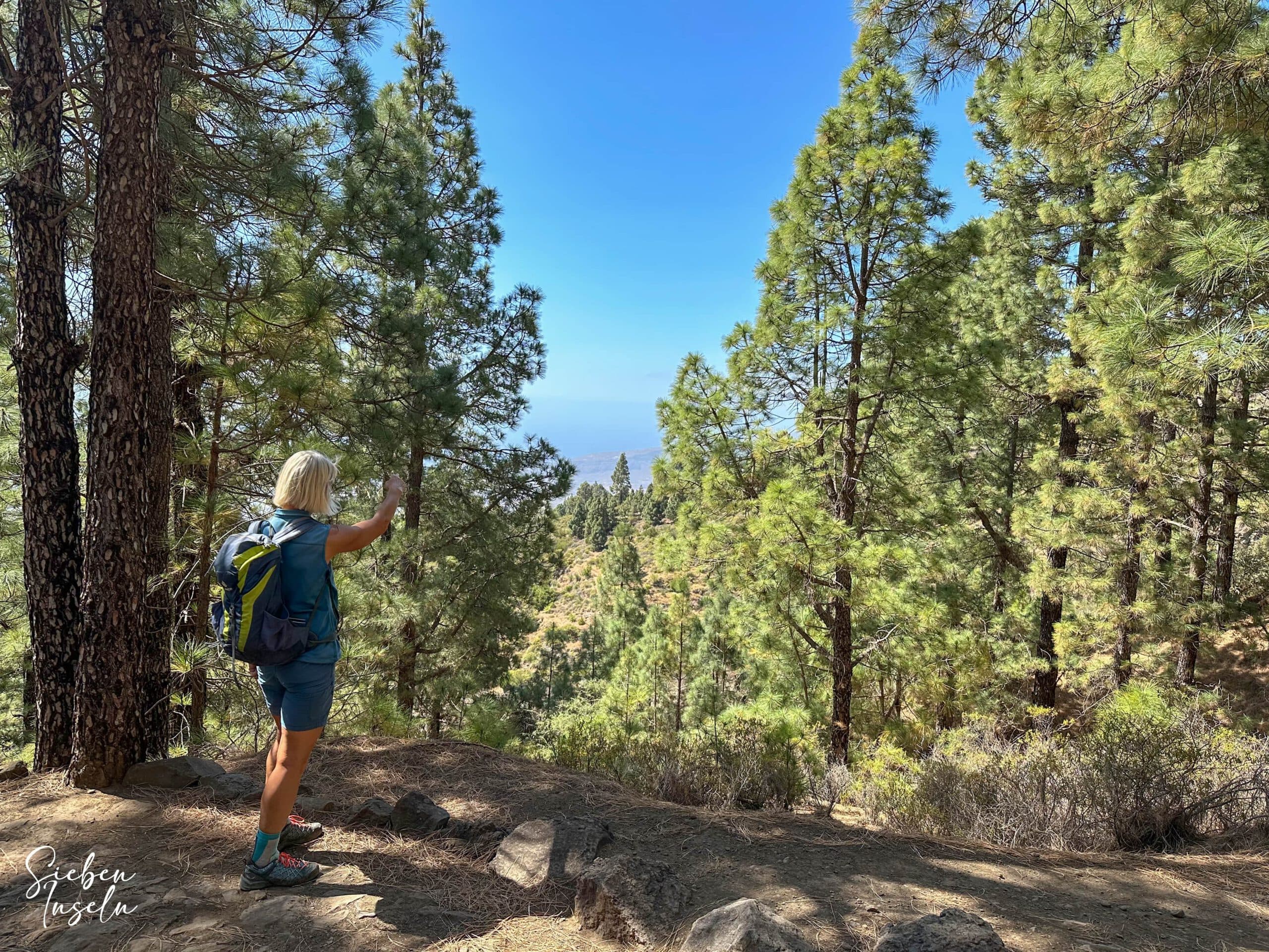 Auf dem Höhenweg im Kiefernwald mit herrlichen Aussichten