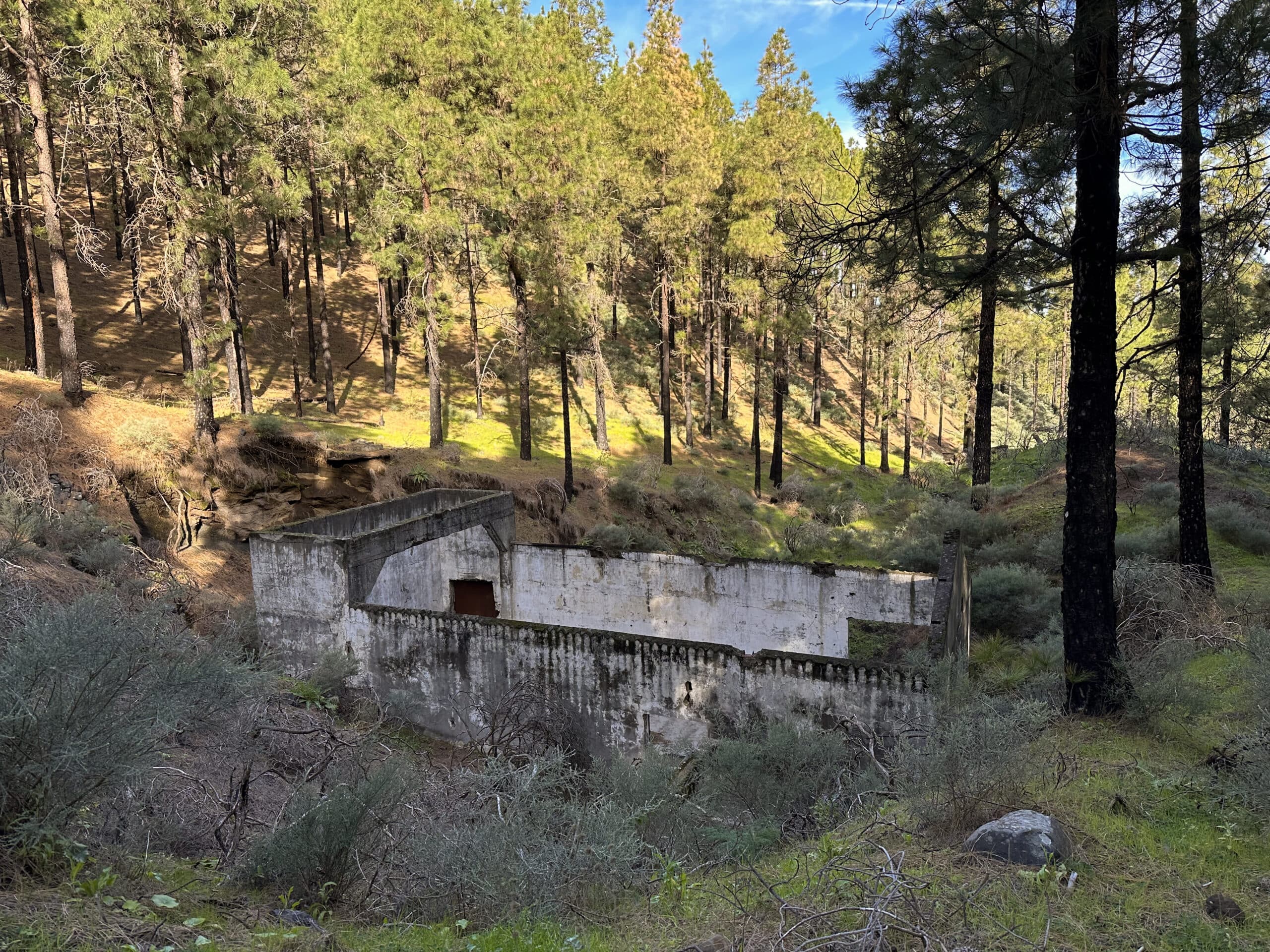 Hiking trail through the pine forest past old galleries - ascent towards El Tablado