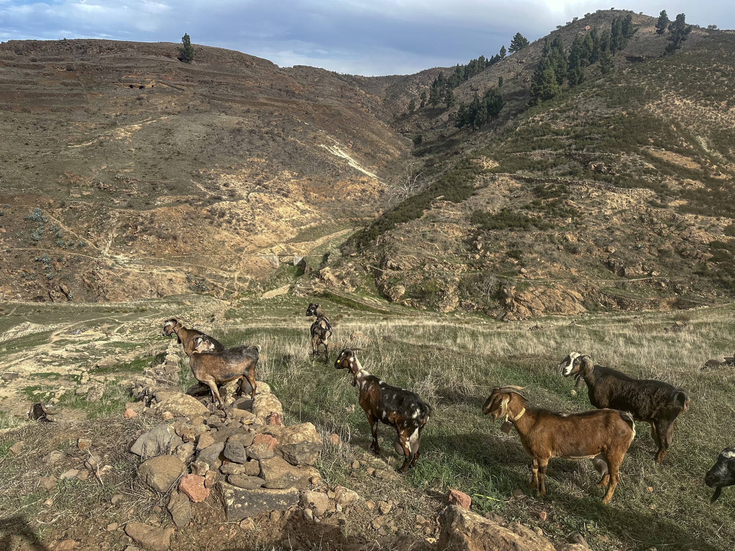 Herd of goats on the hiking trail in the Barranco Los Lugarejos
