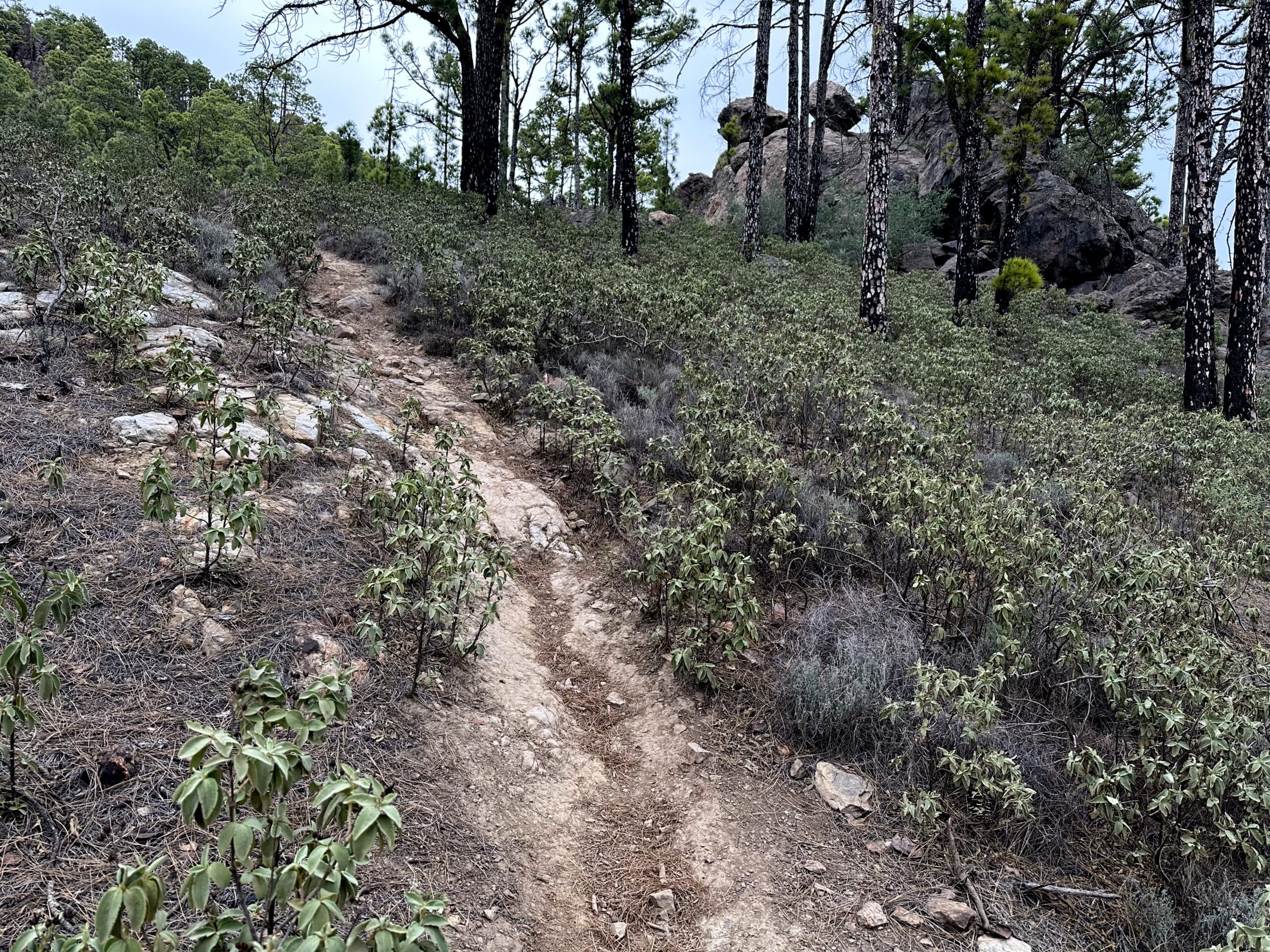 Steep ascent in the Tamadaba natural park to the Cueva Refugio