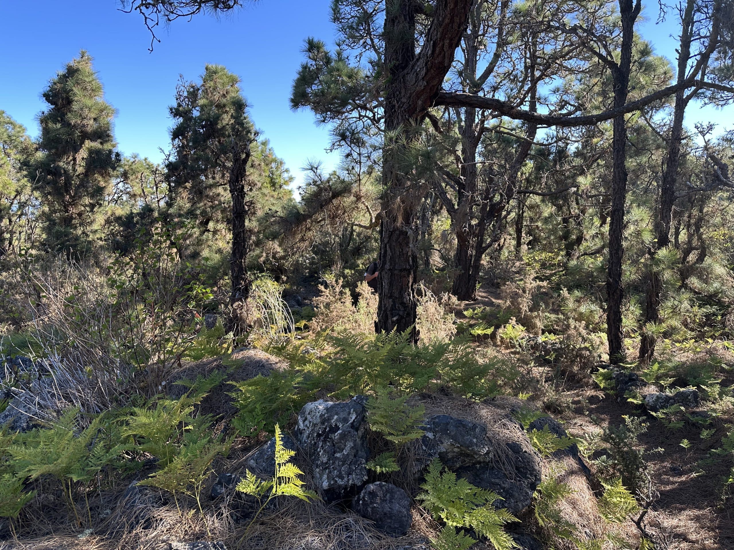 Ruta de senderismo por el pinar entre San Juan del Reparo y La Montañeta
