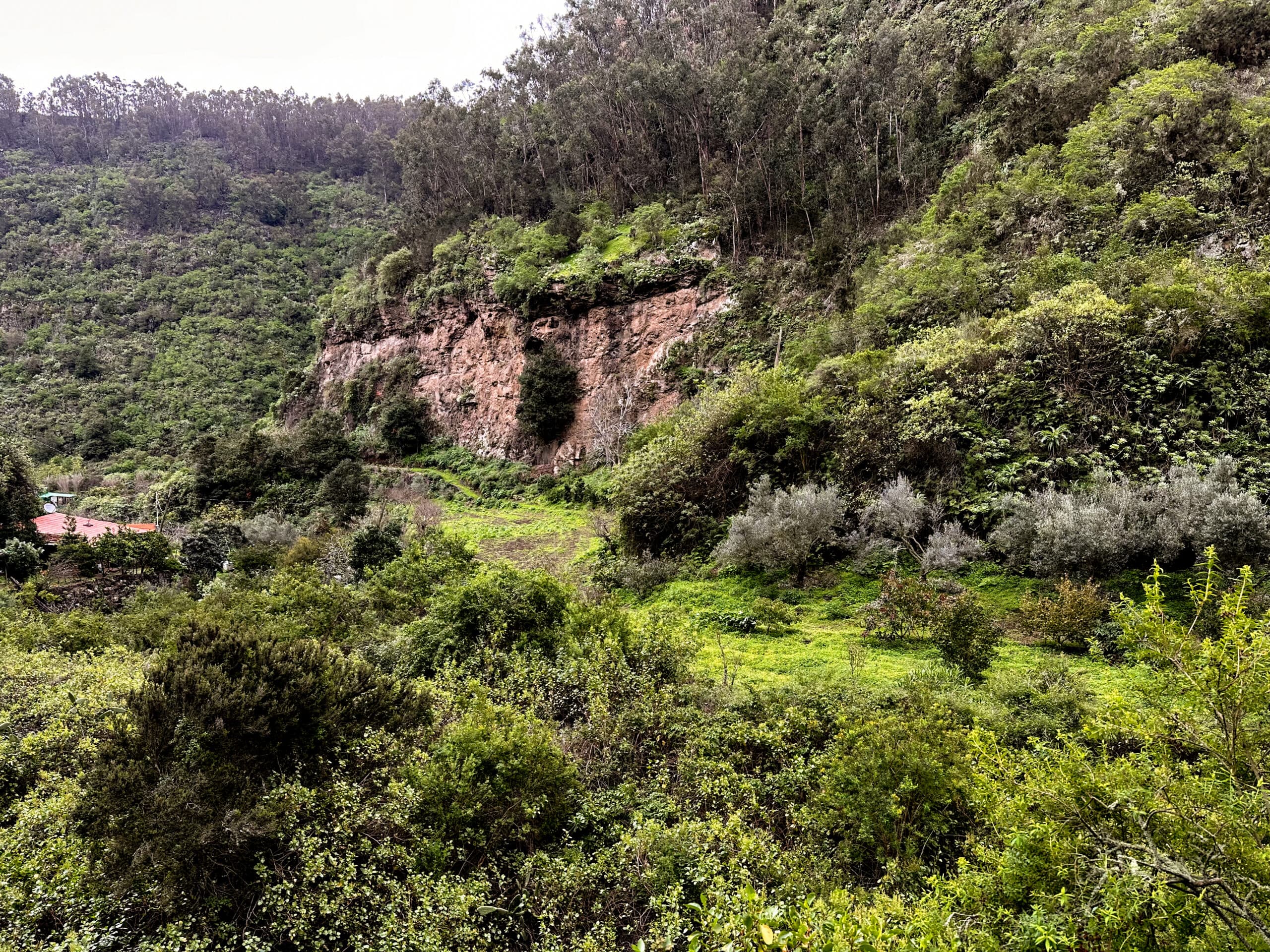 Vista del valle verde del Barranco Laurel - Reserva Natural Especial Los Tilos de Moya
