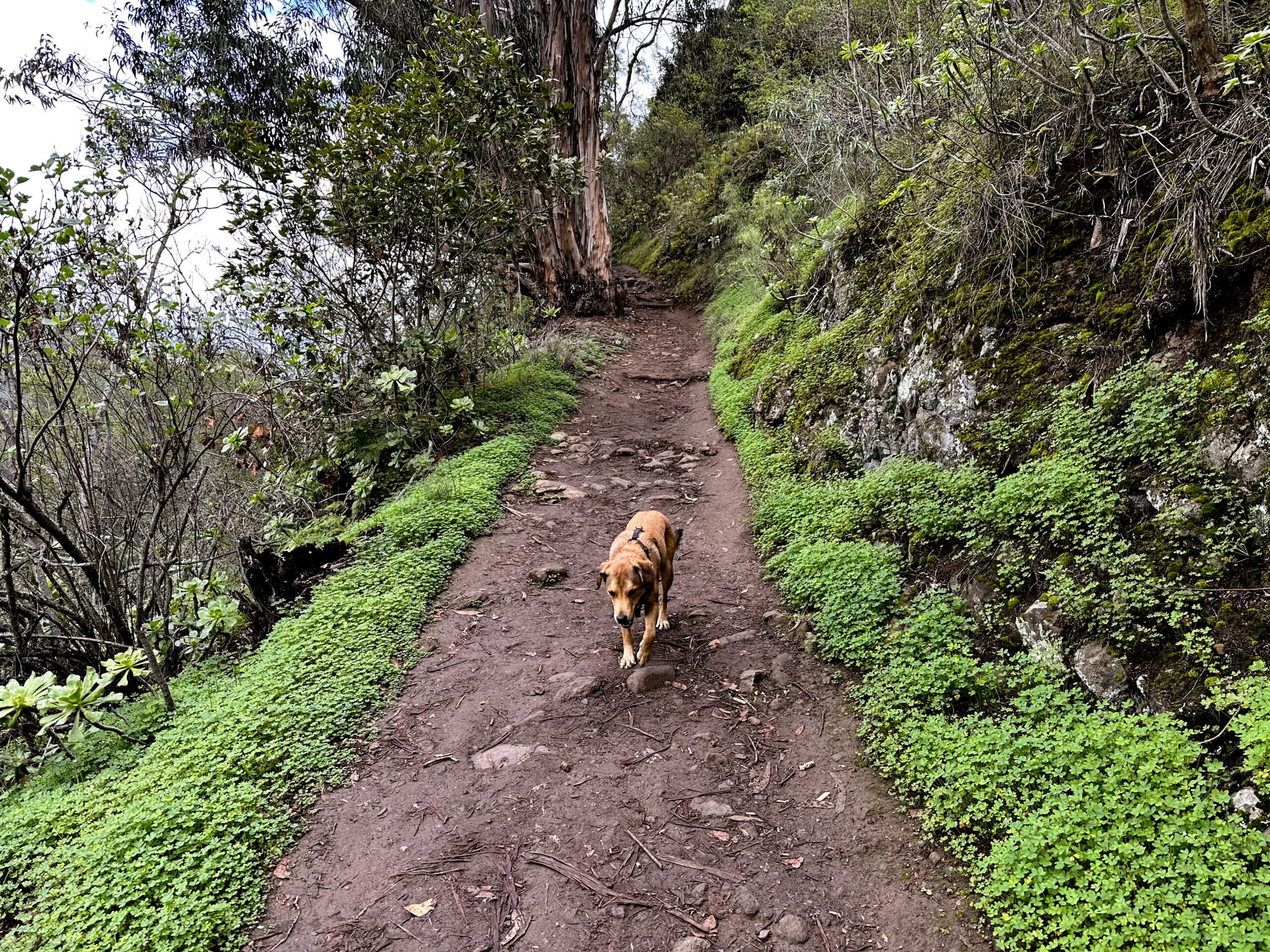 Falco en la salida detrás de la Casa de Los Tilos
