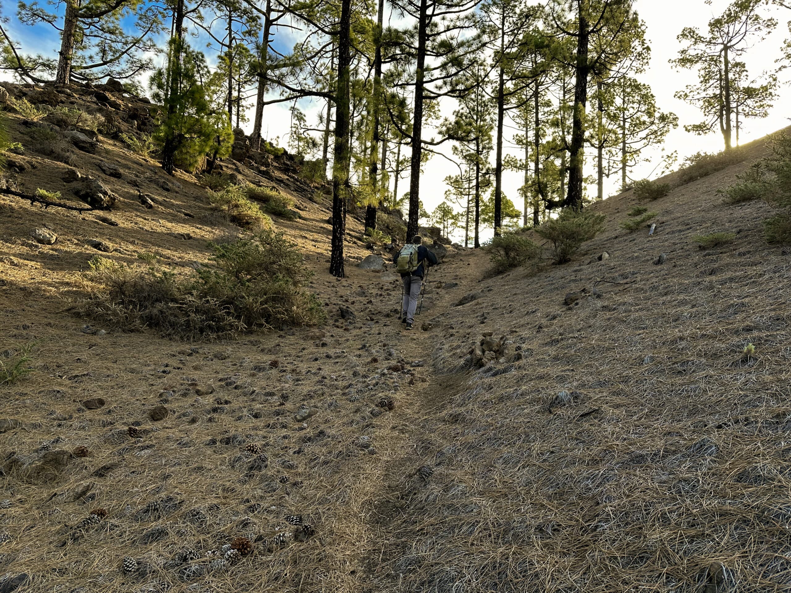 Wanderer auf dem Aufstiegsweg durch den Wald Richtung Montaña de Las Cuevitas