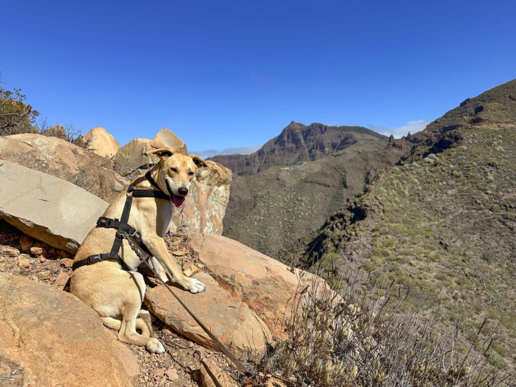 Dori, mi compañera de senderismo de cuatro patas desde septiembre de 2025.