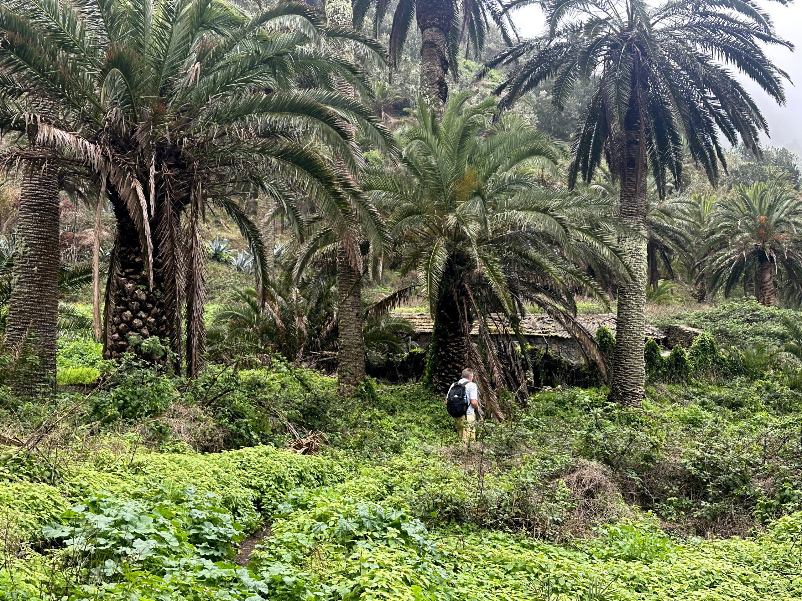 Wanderer auf dem grünen Wanderweg oberhalb von Epina vorbei an einigen alten Ruinenhäusern
