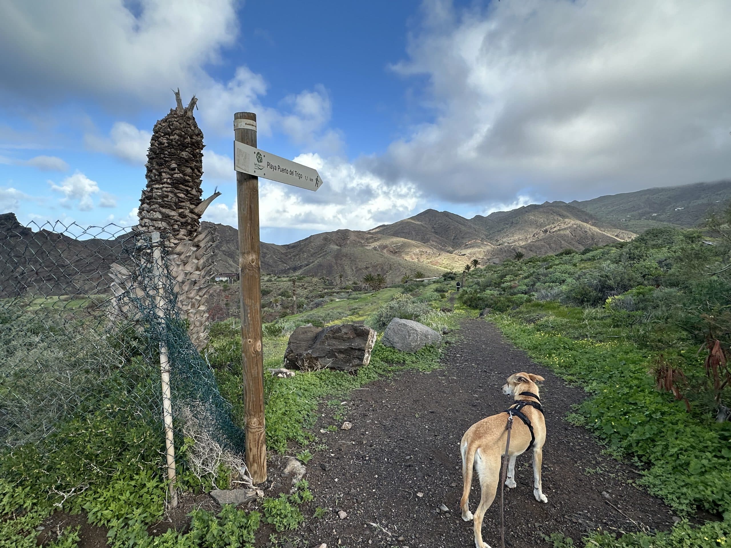 Hier beginnt nach der Straße in Alojera der eigentliche Wanderweg hinab zur Playa del Trigo