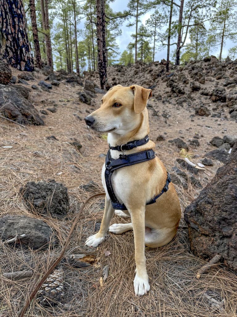 Dori - aus dem Müll über Tierra Blanca - LivePaws und Kanarenhunde zur Wanderhündin