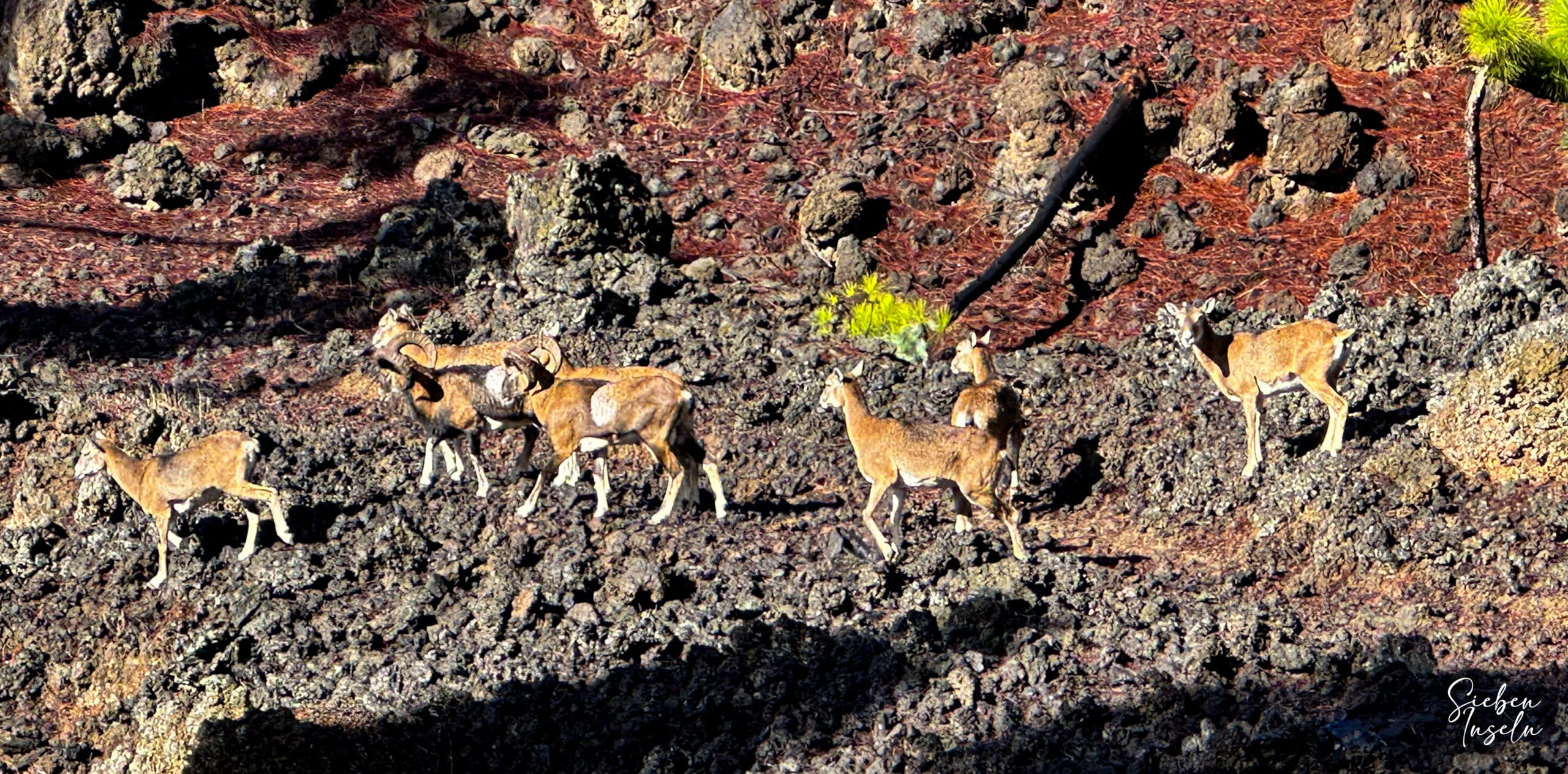 Los últimos muflones de Tenerife