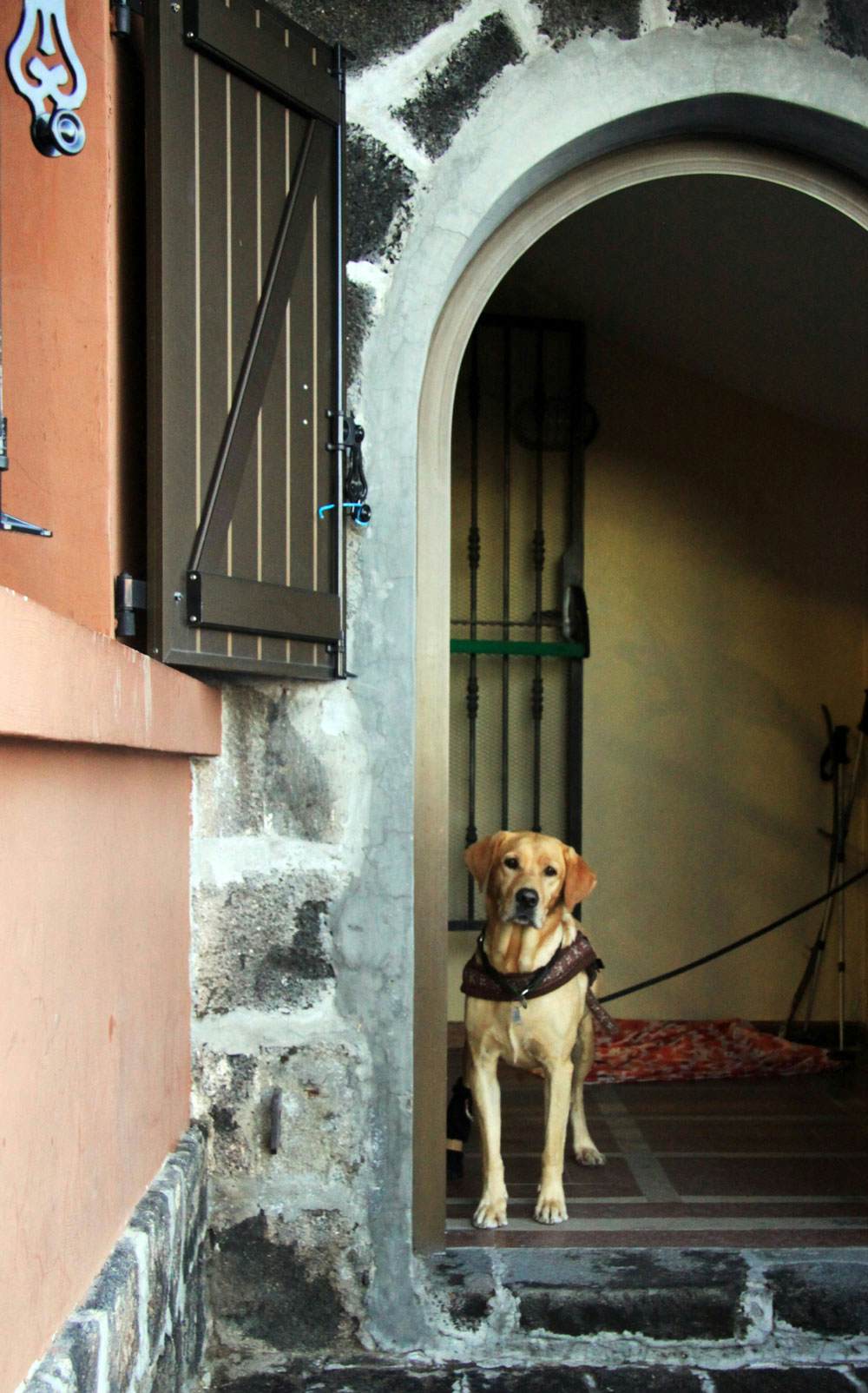 Perro (labrador) en la antesala del refugio de Altavista