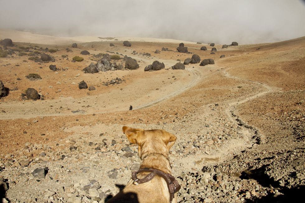 Die Montaña Blanca mit Wanderweg und Hund, der auf Teide Eier schaut.