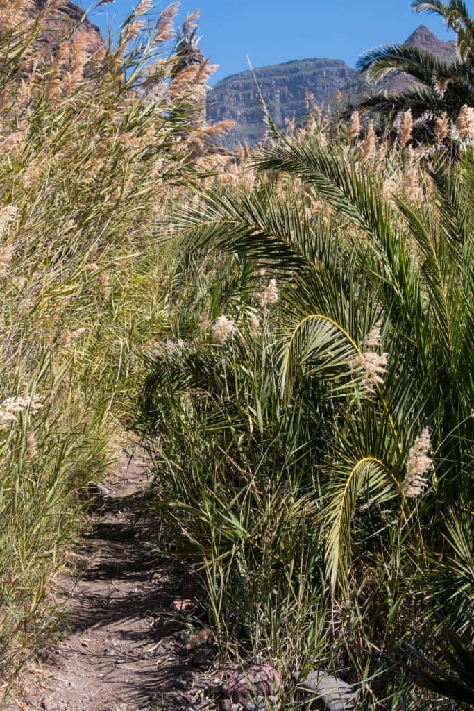 Camino de cañas justo antes de la playa de Güi Güi - cerca de la charca