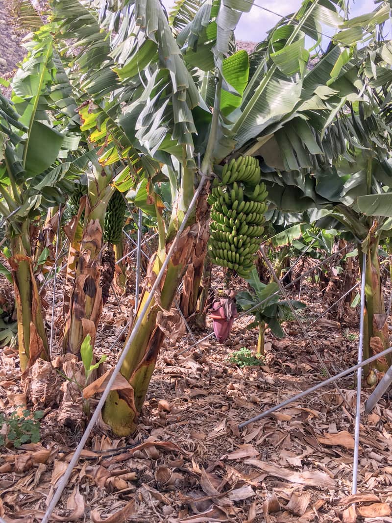 Bananenstaude am Königsweg (camino real)