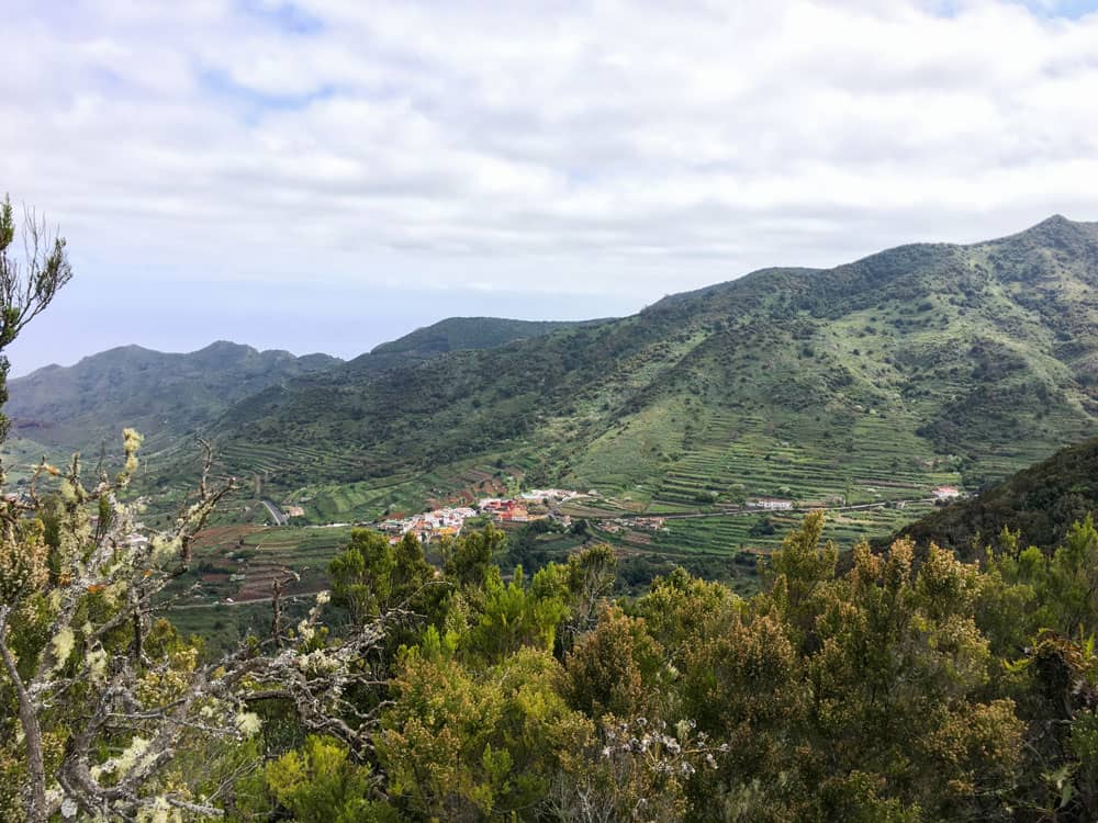 Blick auf die Nordseite von Teneriffa. Im Vordergrund Flechten an den Bäumen.