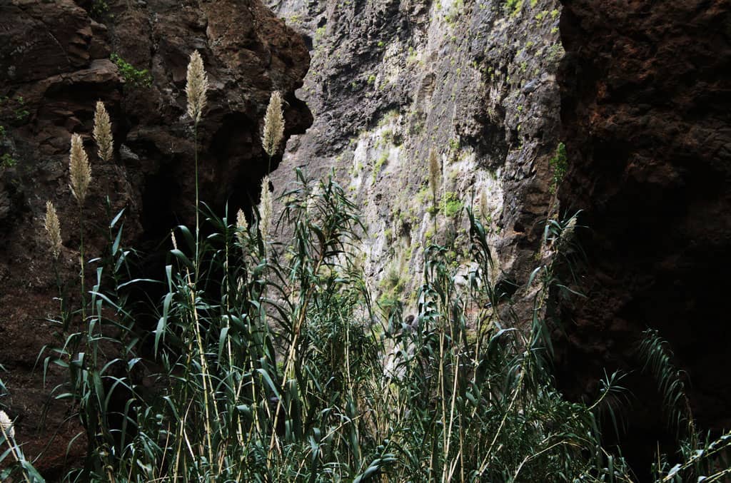 Naturaleza en el Barranco de Masca