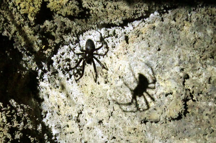 En la Cueva del Viento viven animales cavernícolas como las arañas