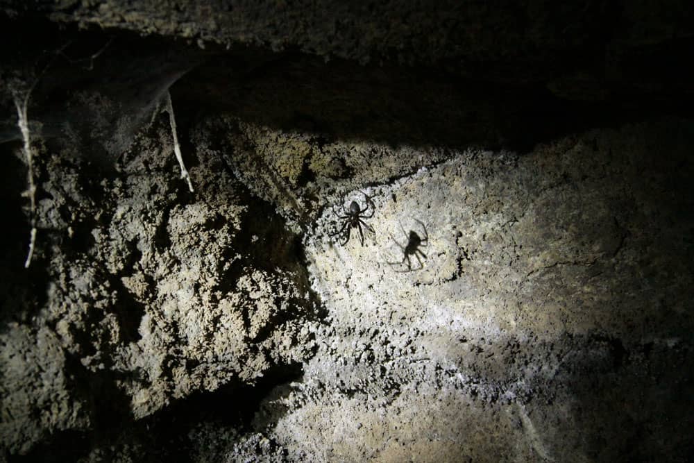 Las arañas aparecen en el cono de luz de los faros